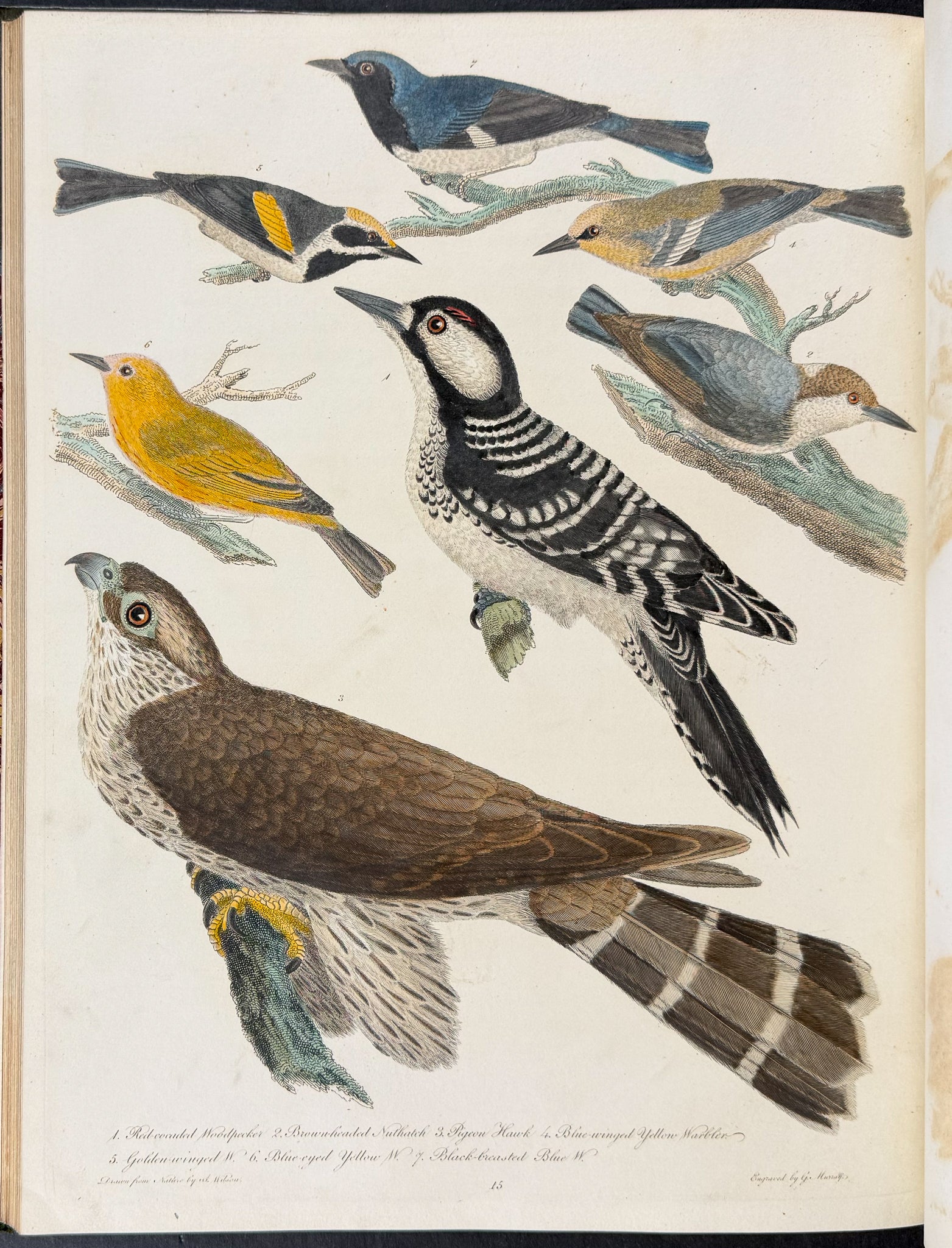 American Ornithology; or, the Natural History of the Birds of the United States