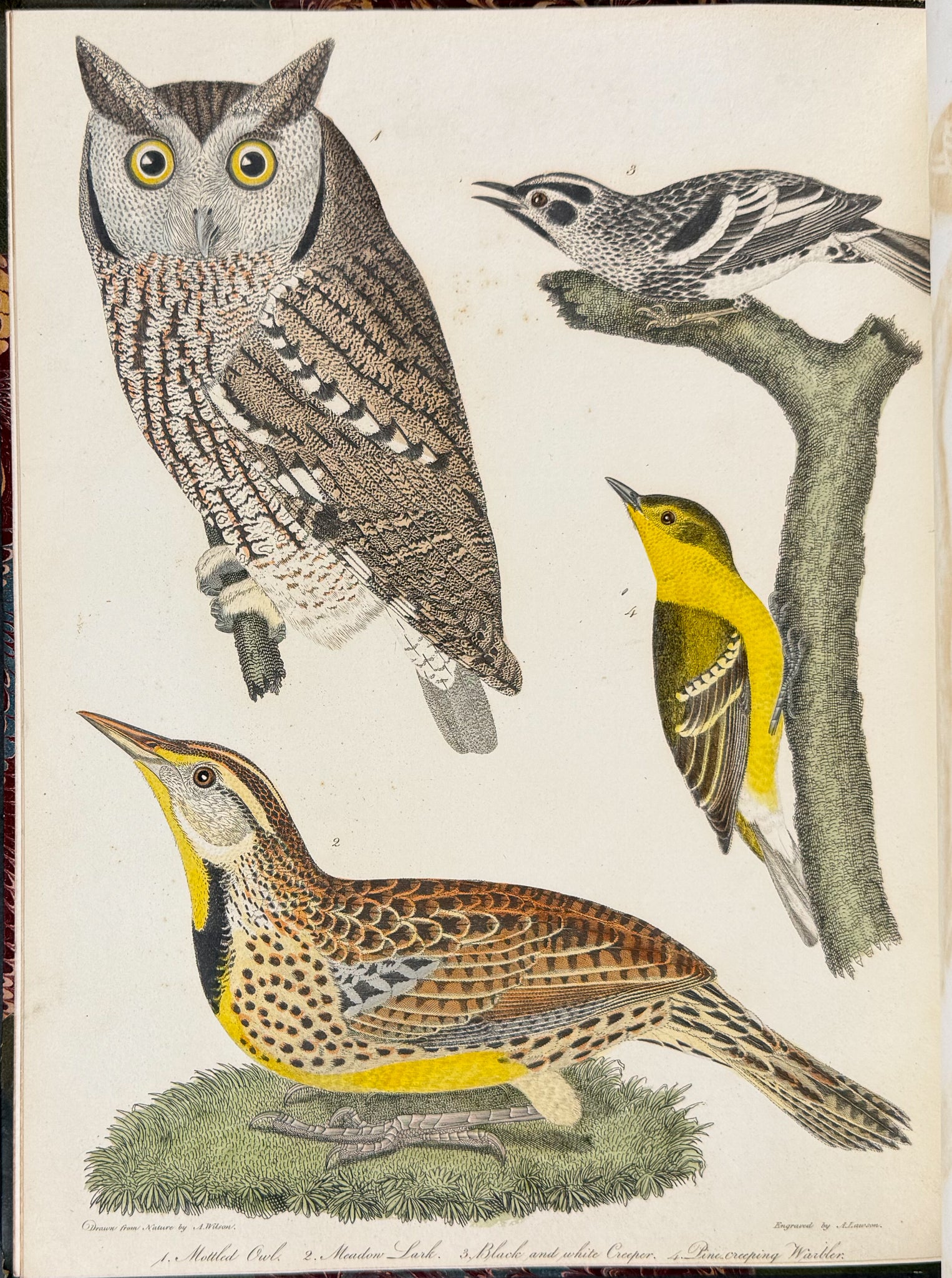 American Ornithology; or, the Natural History of the Birds of the United States
