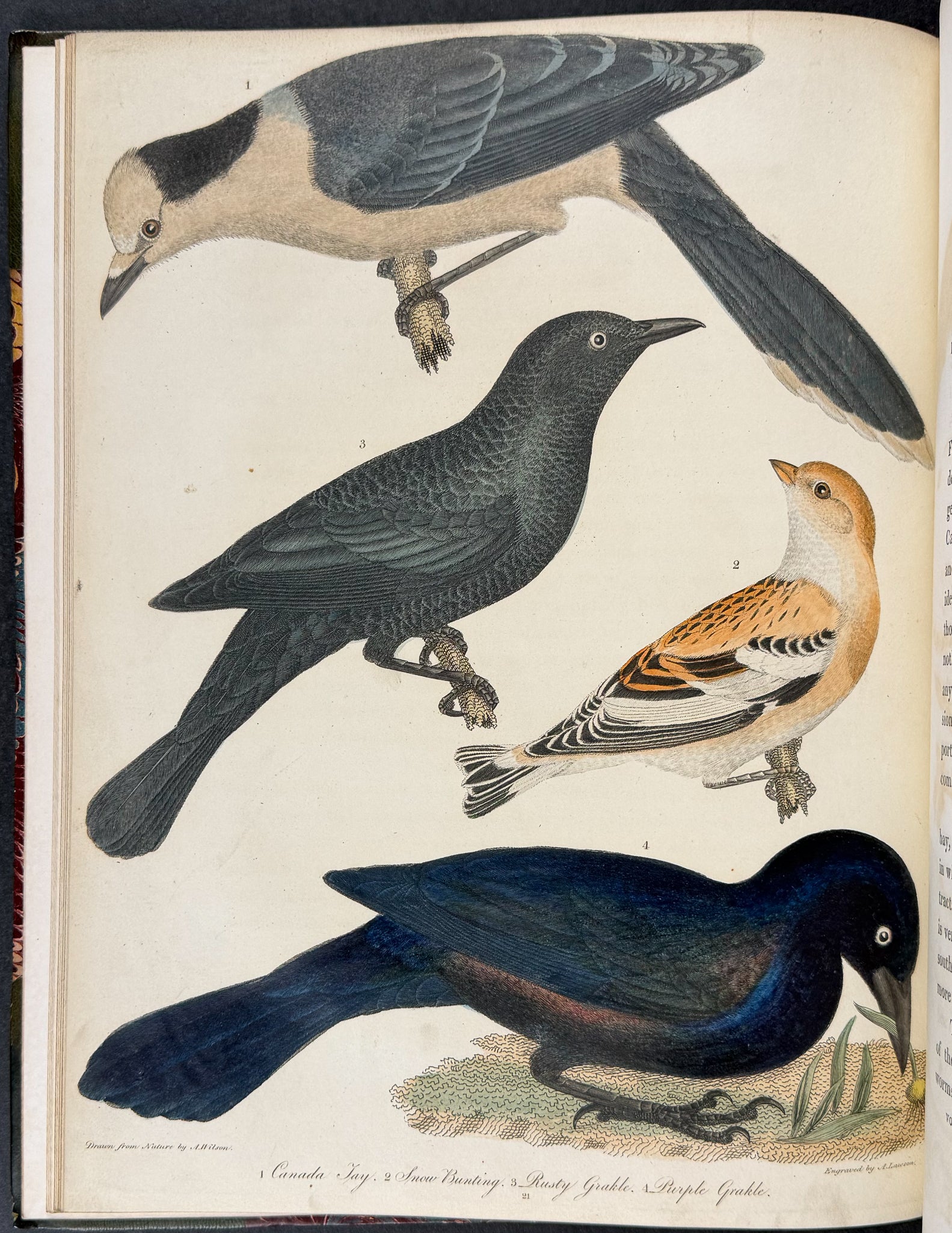 American Ornithology; or, the Natural History of the Birds of the United States