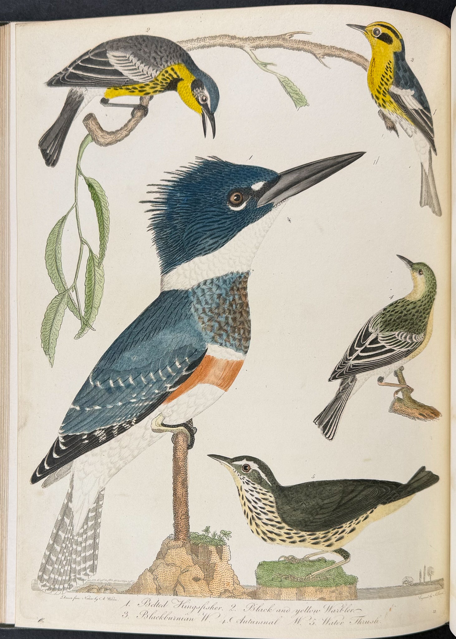 American Ornithology; or, the Natural History of the Birds of the United States