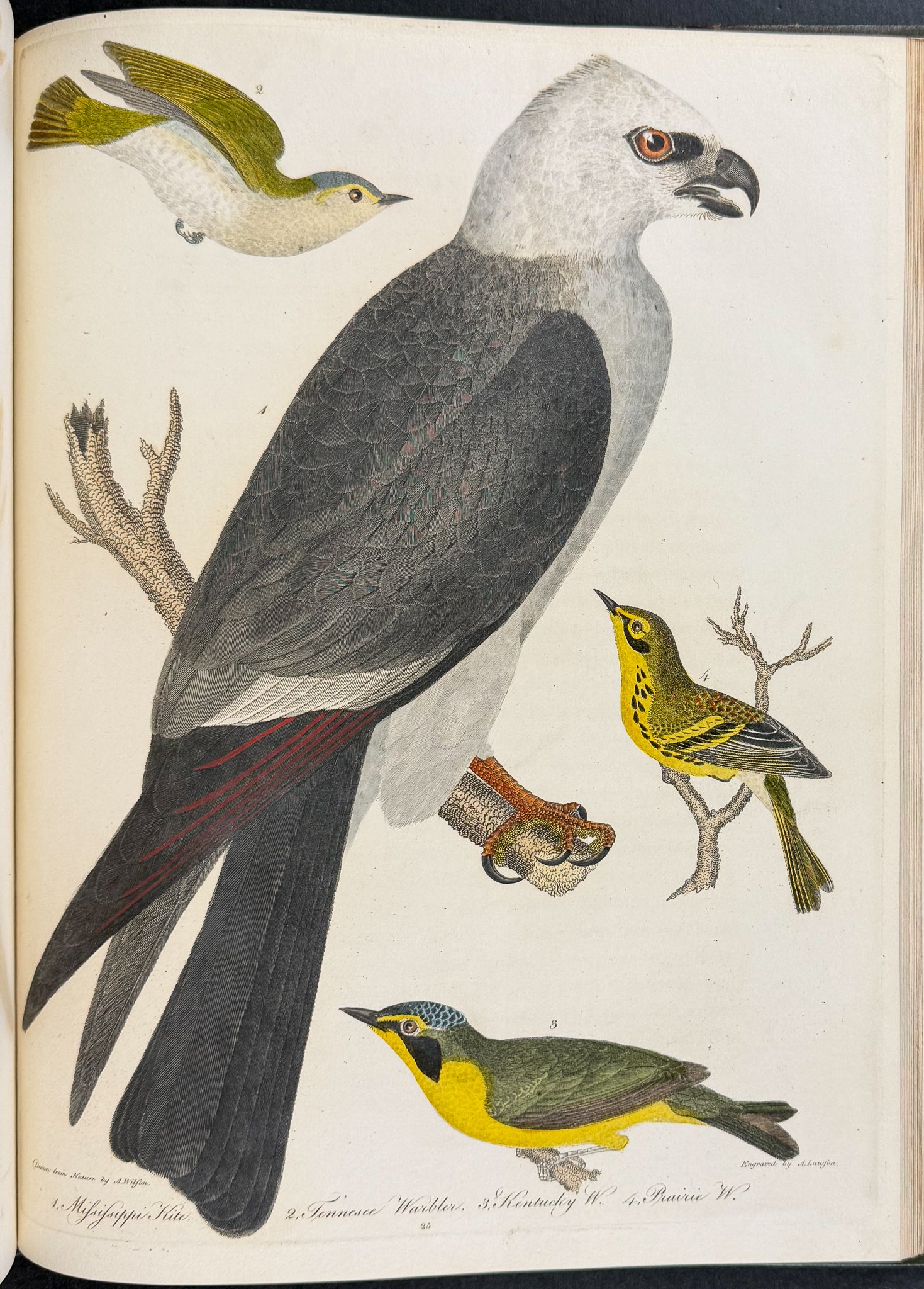 American Ornithology; or, the Natural History of the Birds of the United States