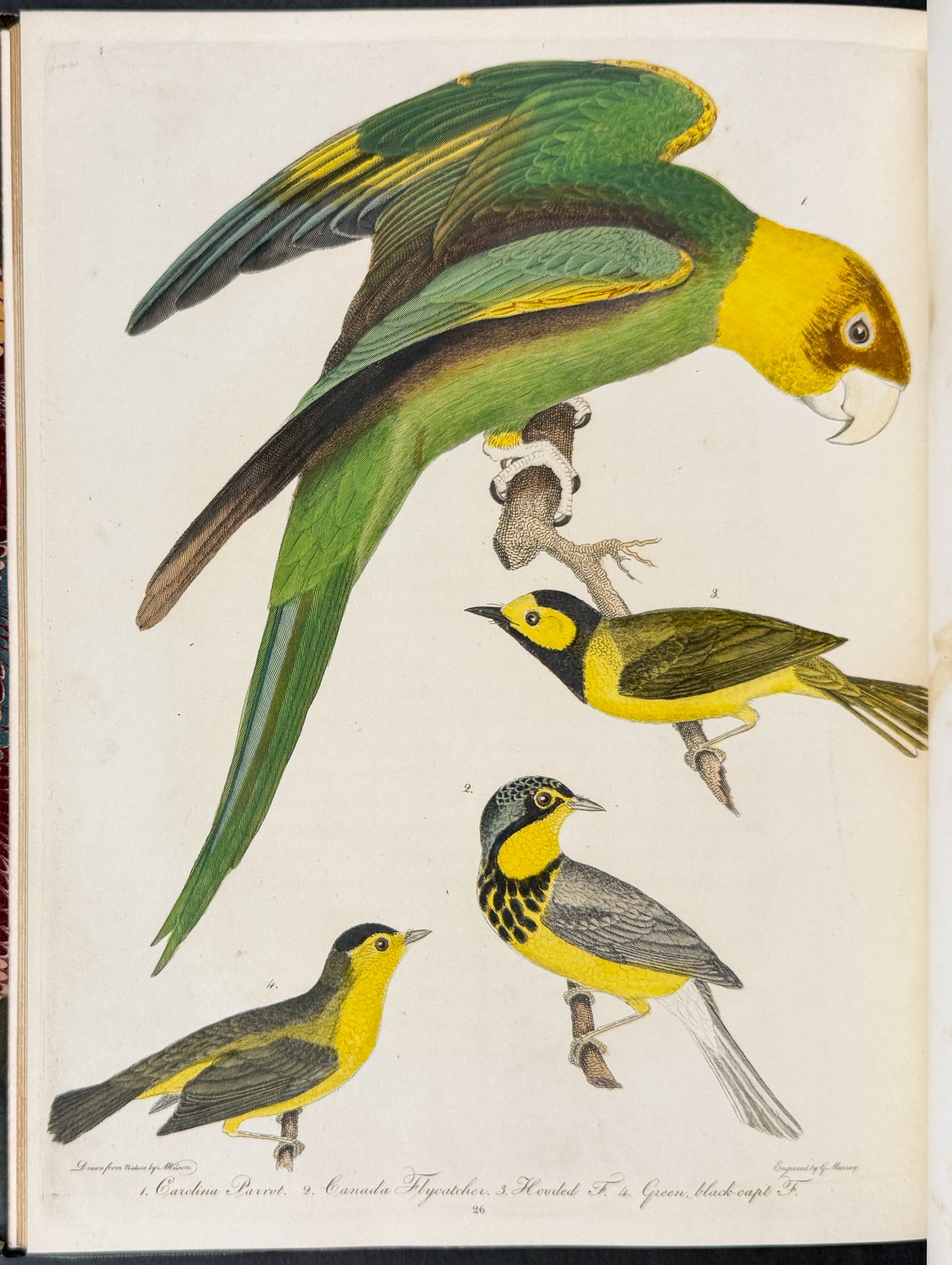 American Ornithology; or, the Natural History of the Birds of the United States