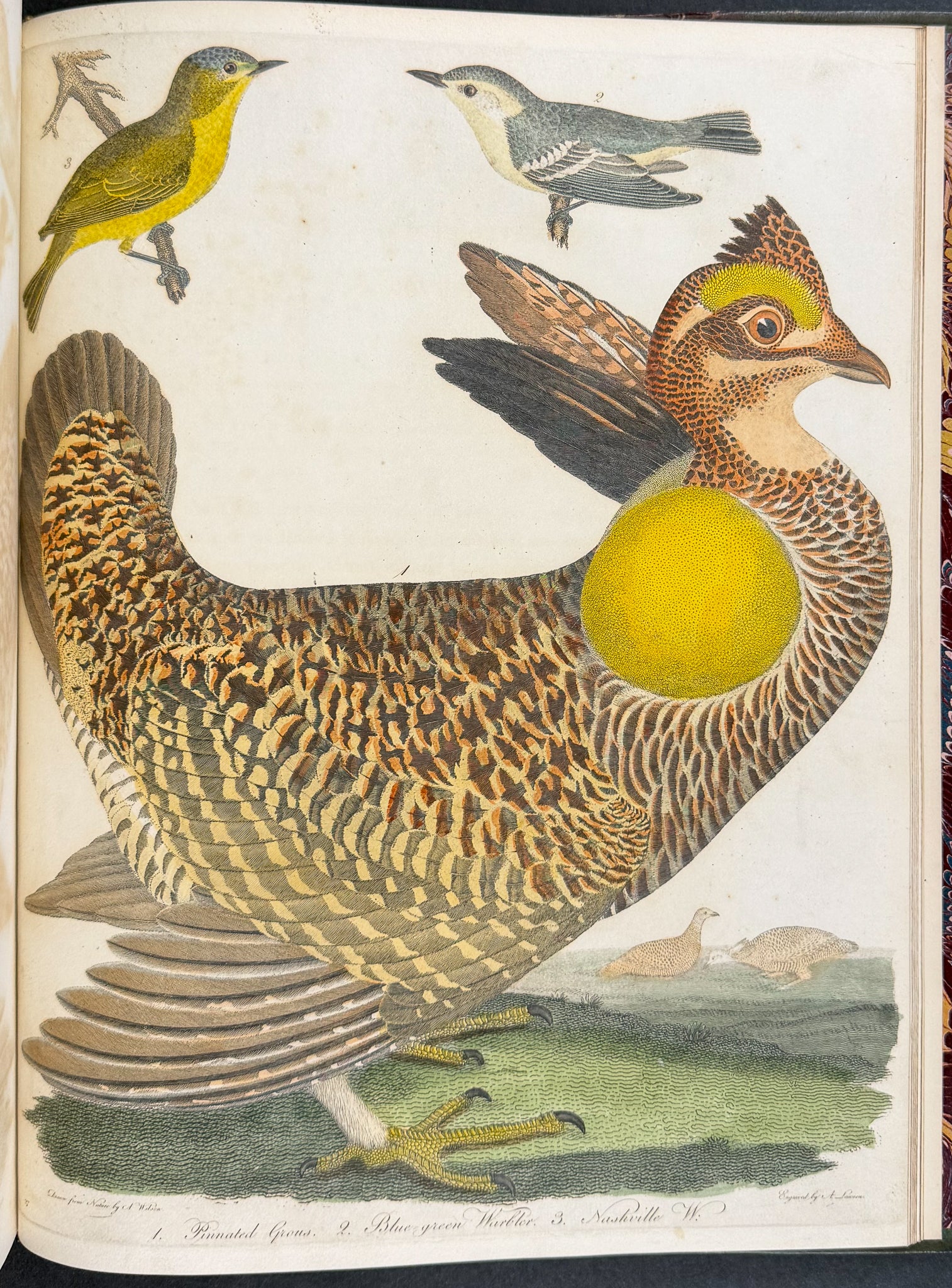 American Ornithology; or, the Natural History of the Birds of the United States