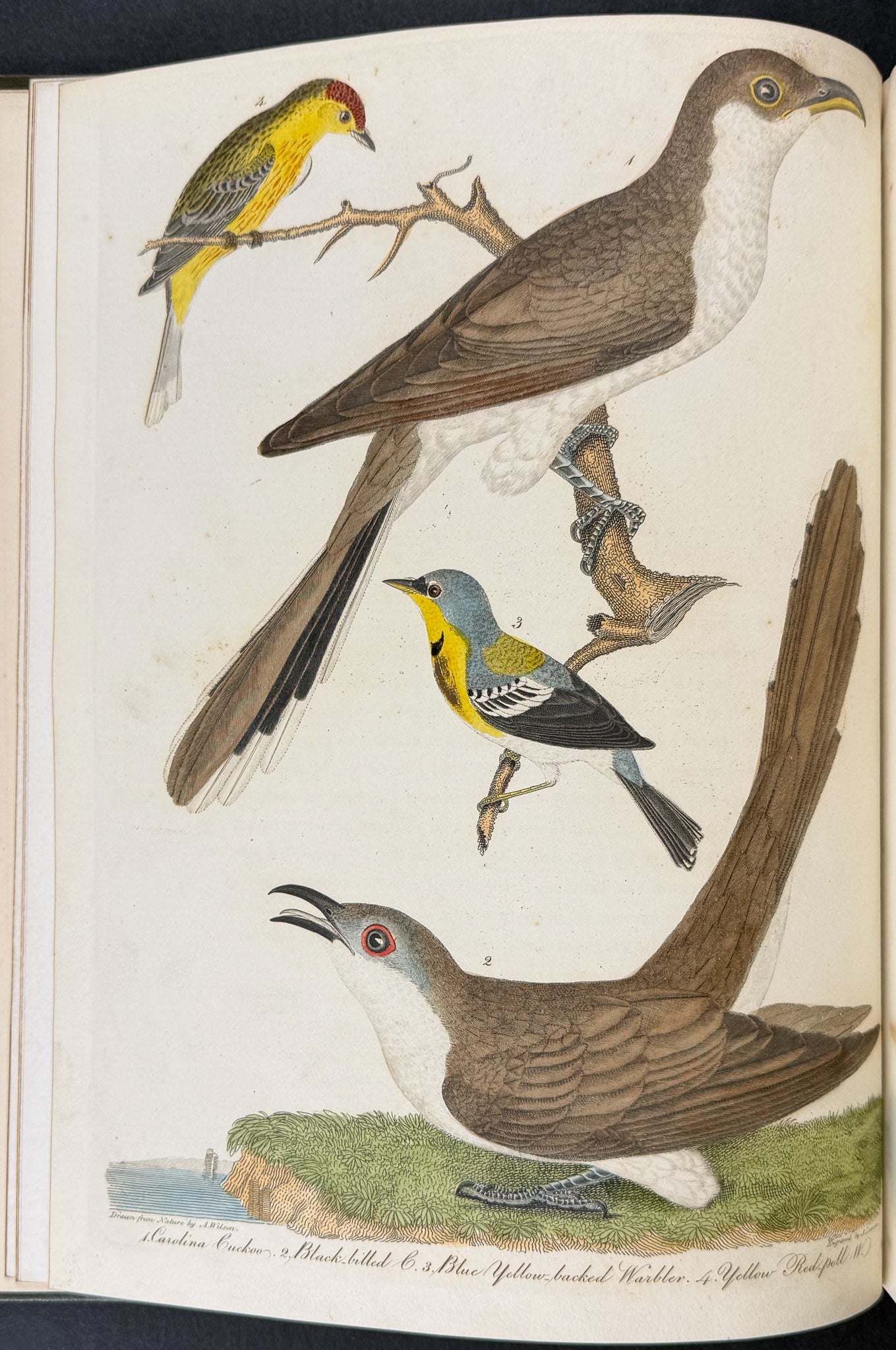 American Ornithology; or, the Natural History of the Birds of the United States