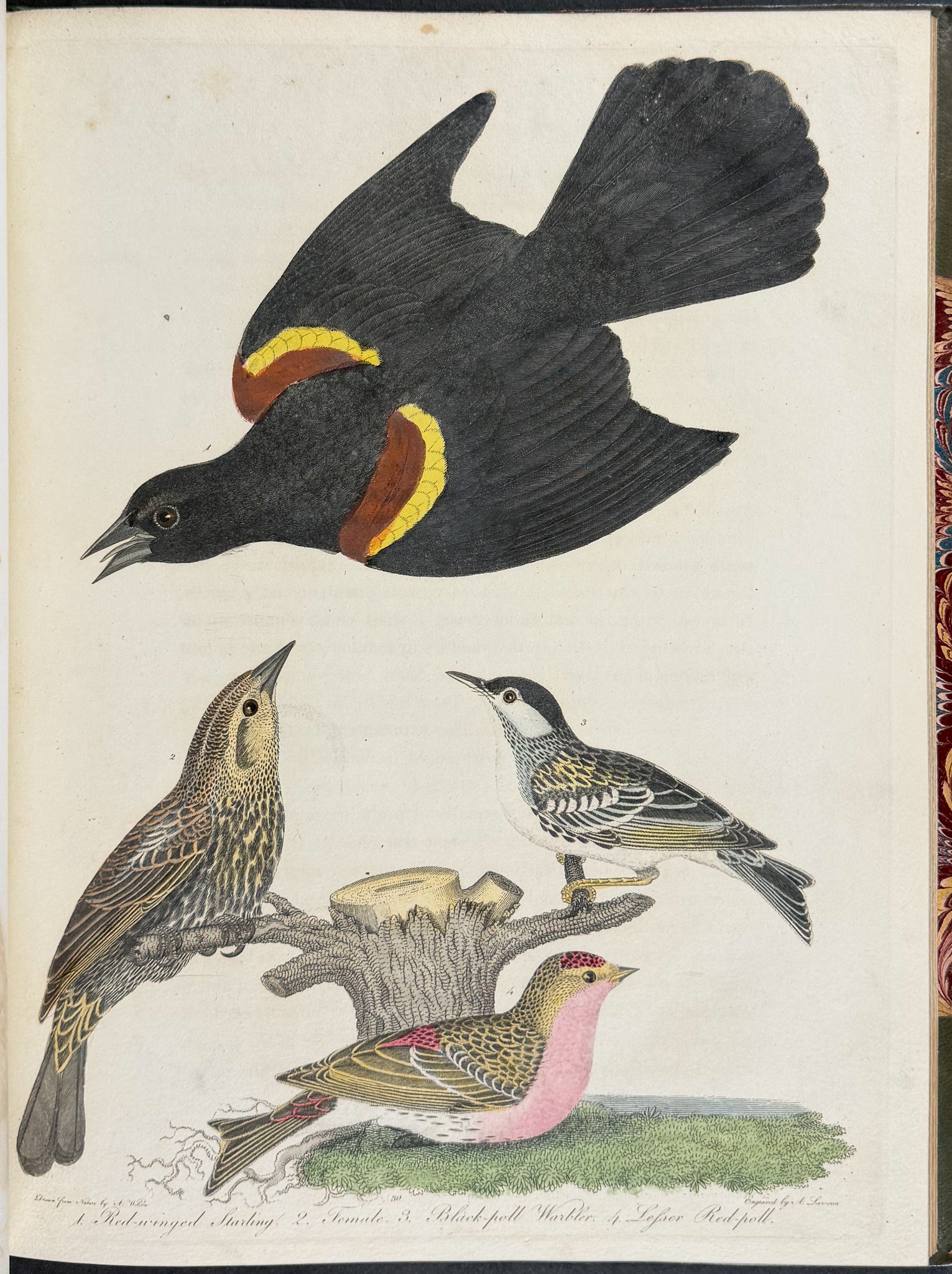 American Ornithology; or, the Natural History of the Birds of the United States