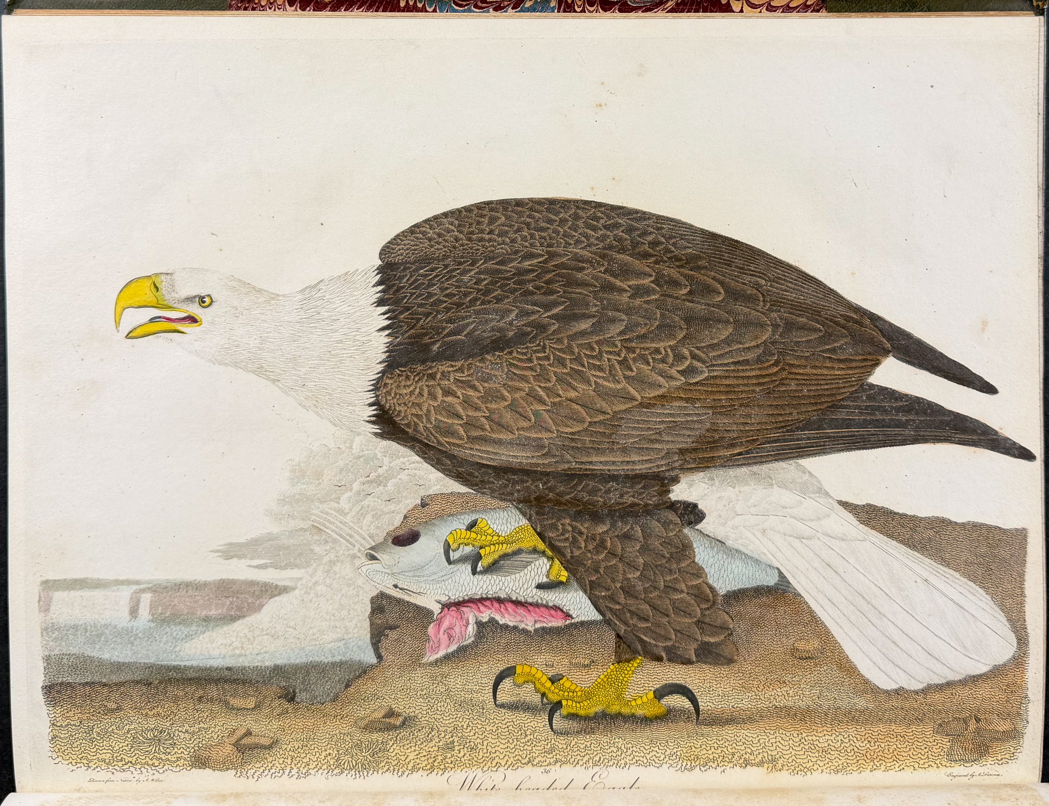 American Ornithology; or, the Natural History of the Birds of the United States