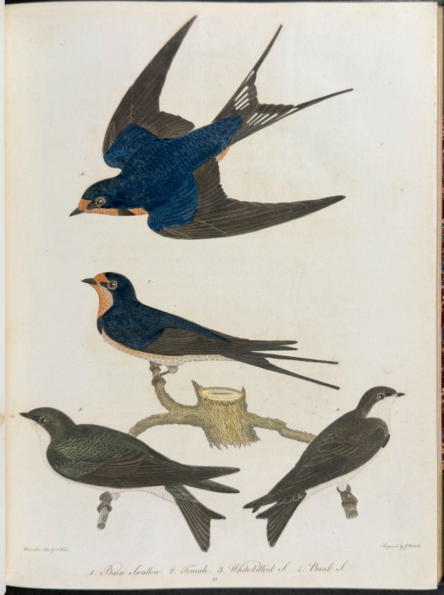American Ornithology; or, the Natural History of the Birds of the United States