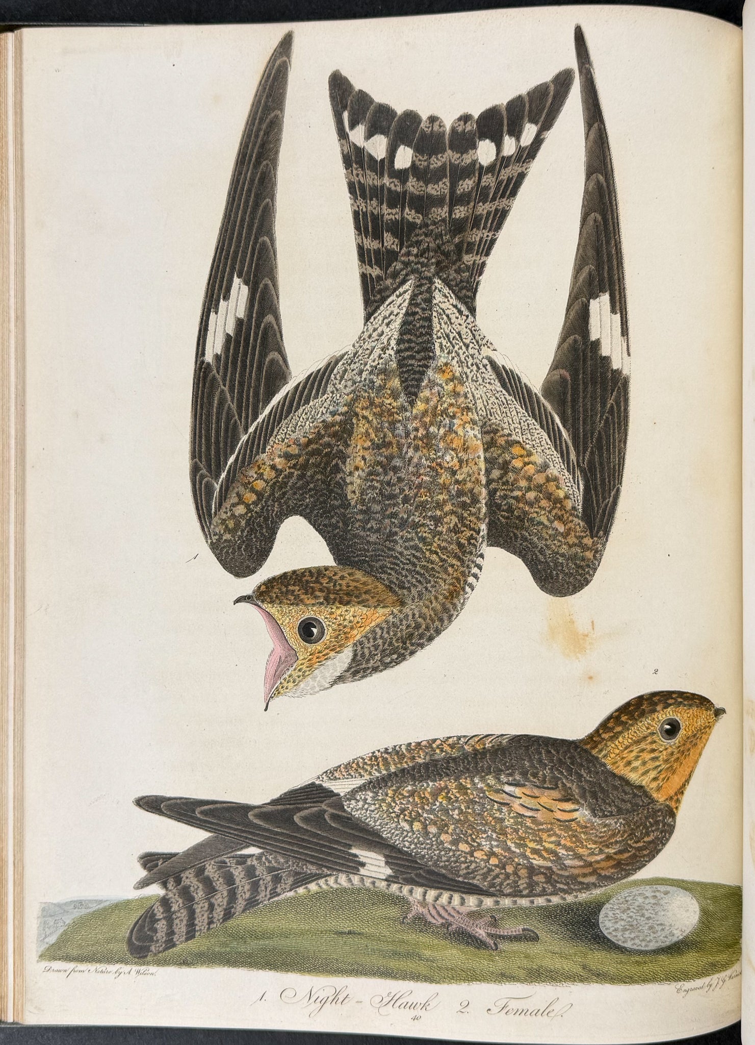 American Ornithology; or, the Natural History of the Birds of the United States