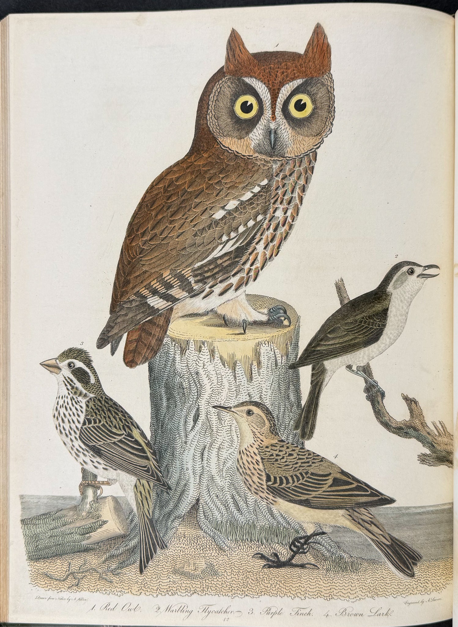 American Ornithology; or, the Natural History of the Birds of the United States