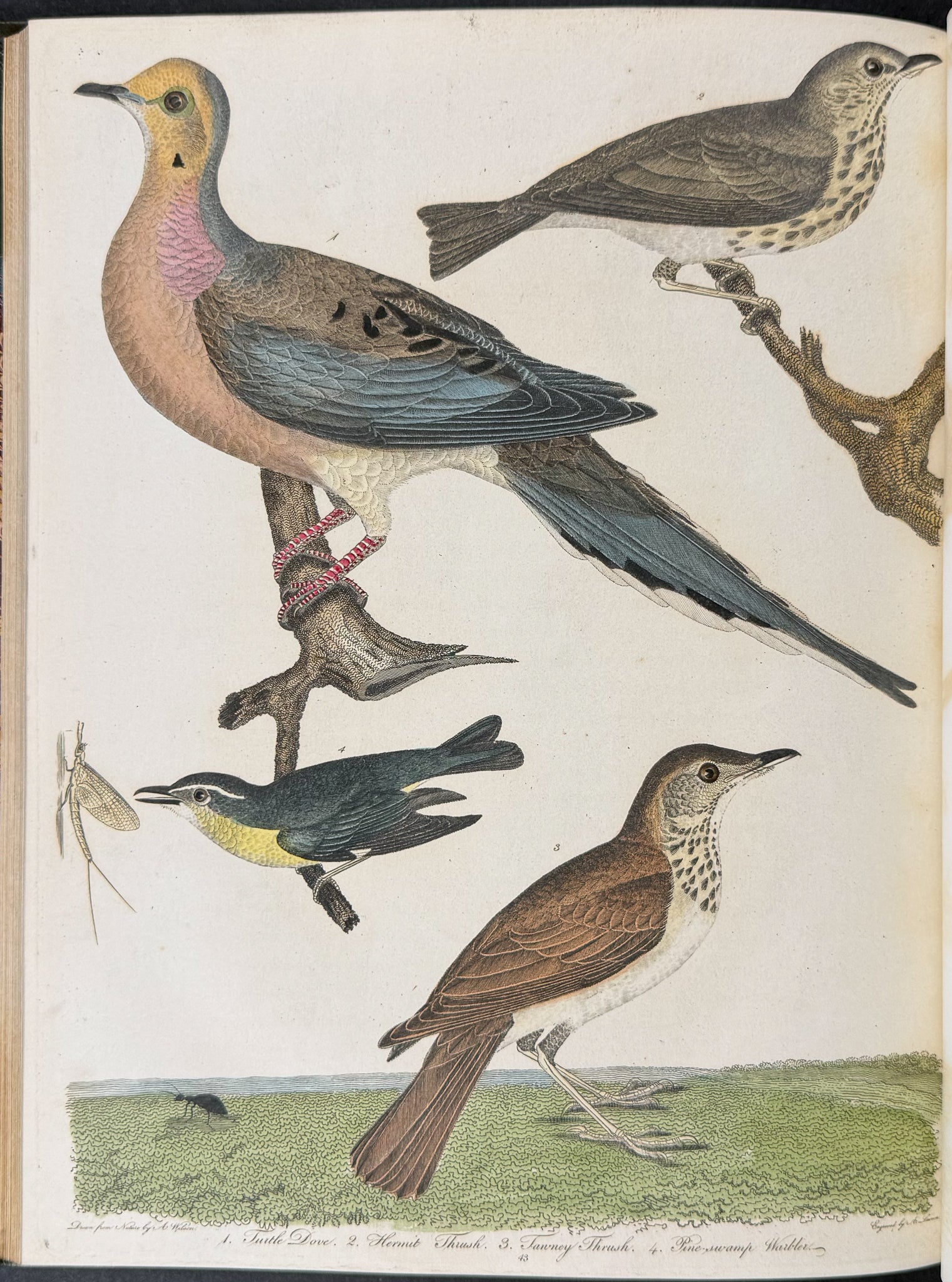 American Ornithology; or, the Natural History of the Birds of the United States
