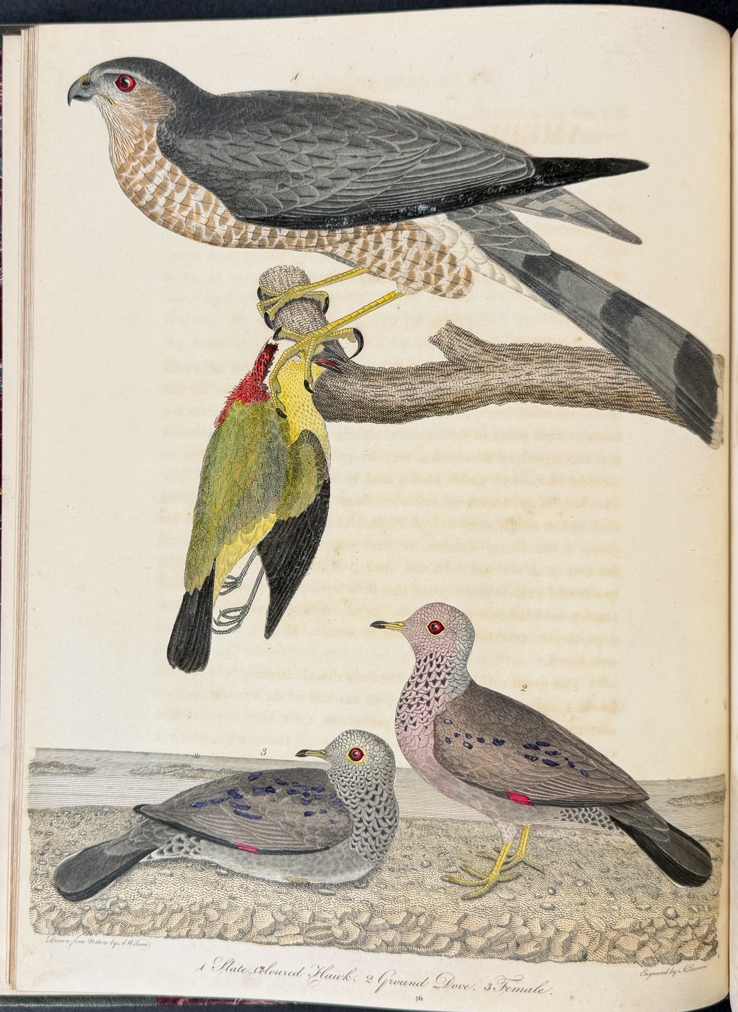 American Ornithology; or, the Natural History of the Birds of the United States