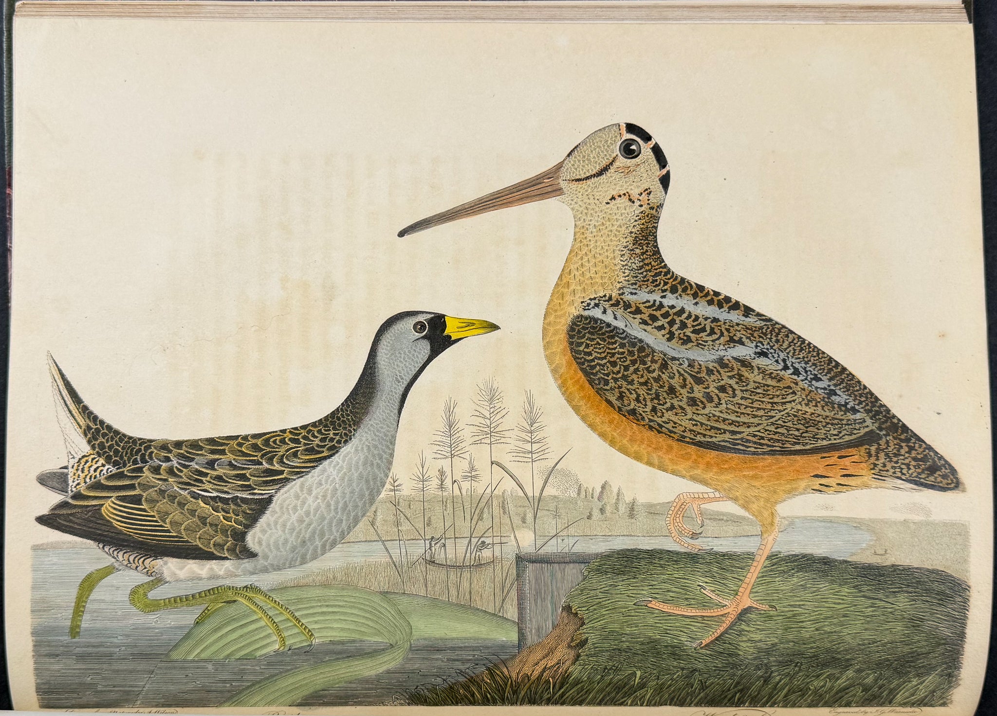American Ornithology; or, the Natural History of the Birds of the United States