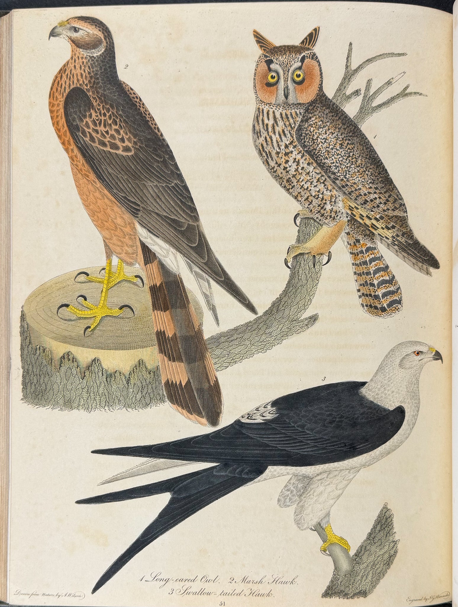 American Ornithology; or, the Natural History of the Birds of the United States
