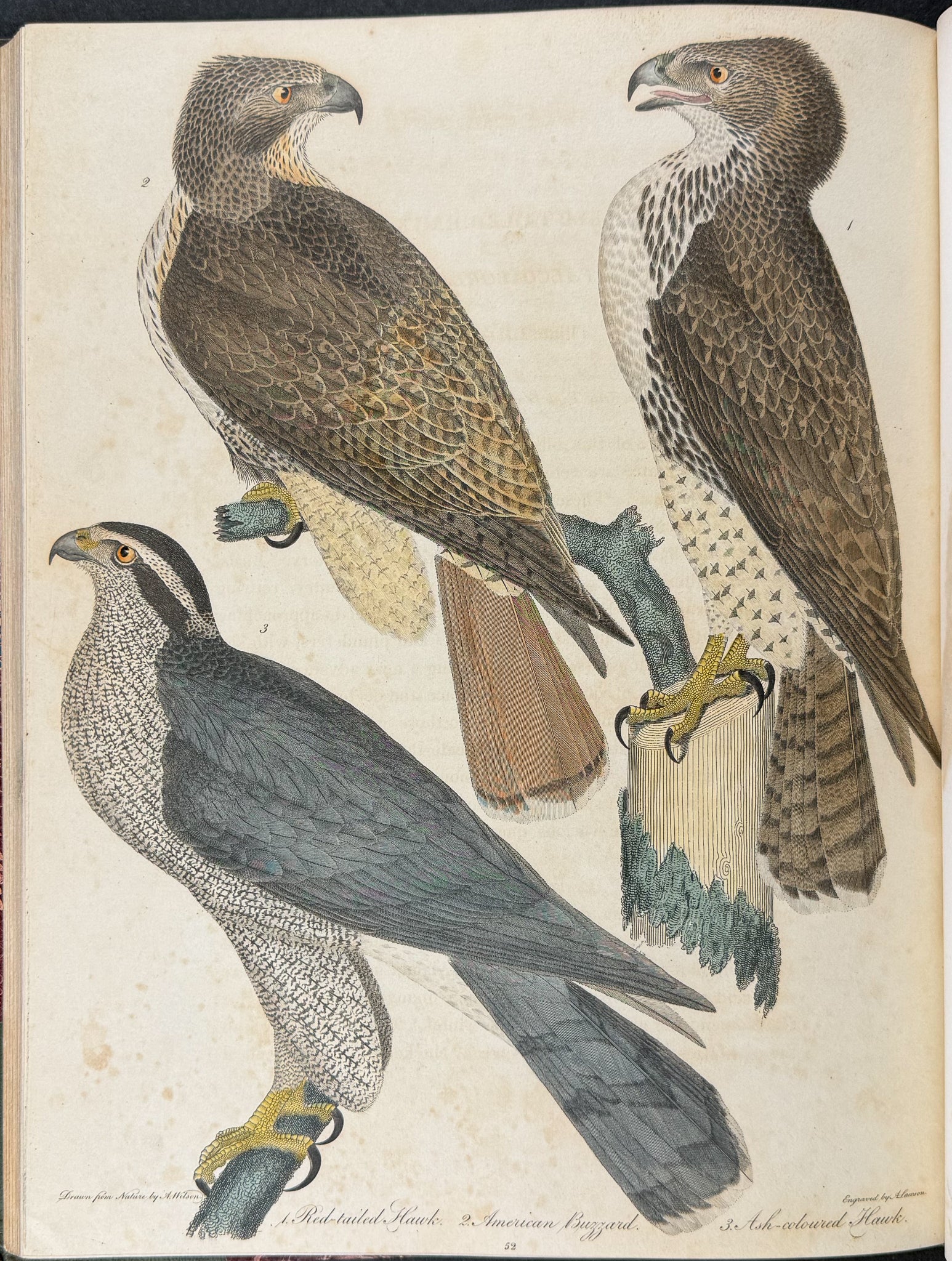 American Ornithology; or, the Natural History of the Birds of the United States