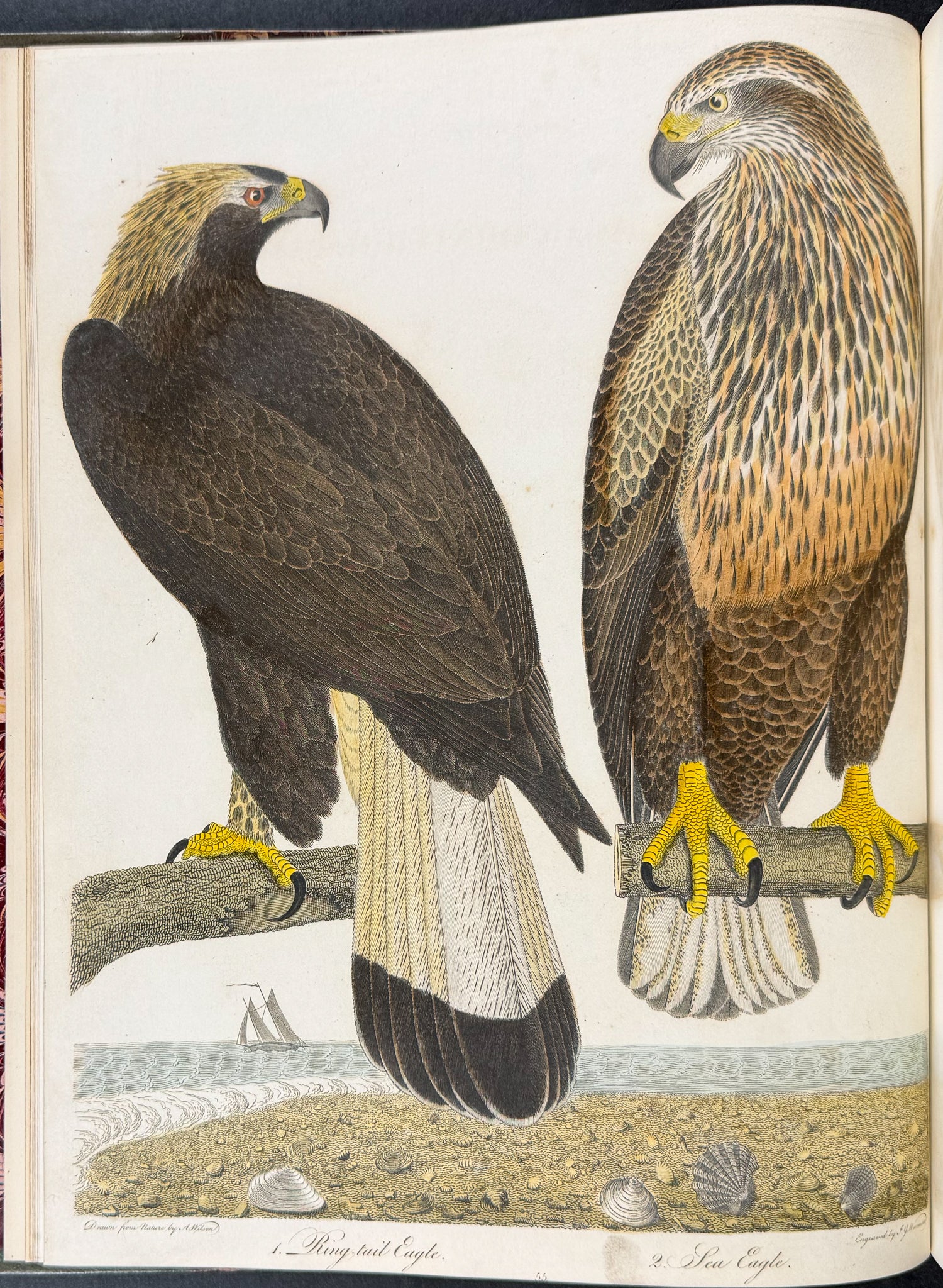 American Ornithology; or, the Natural History of the Birds of the United States
