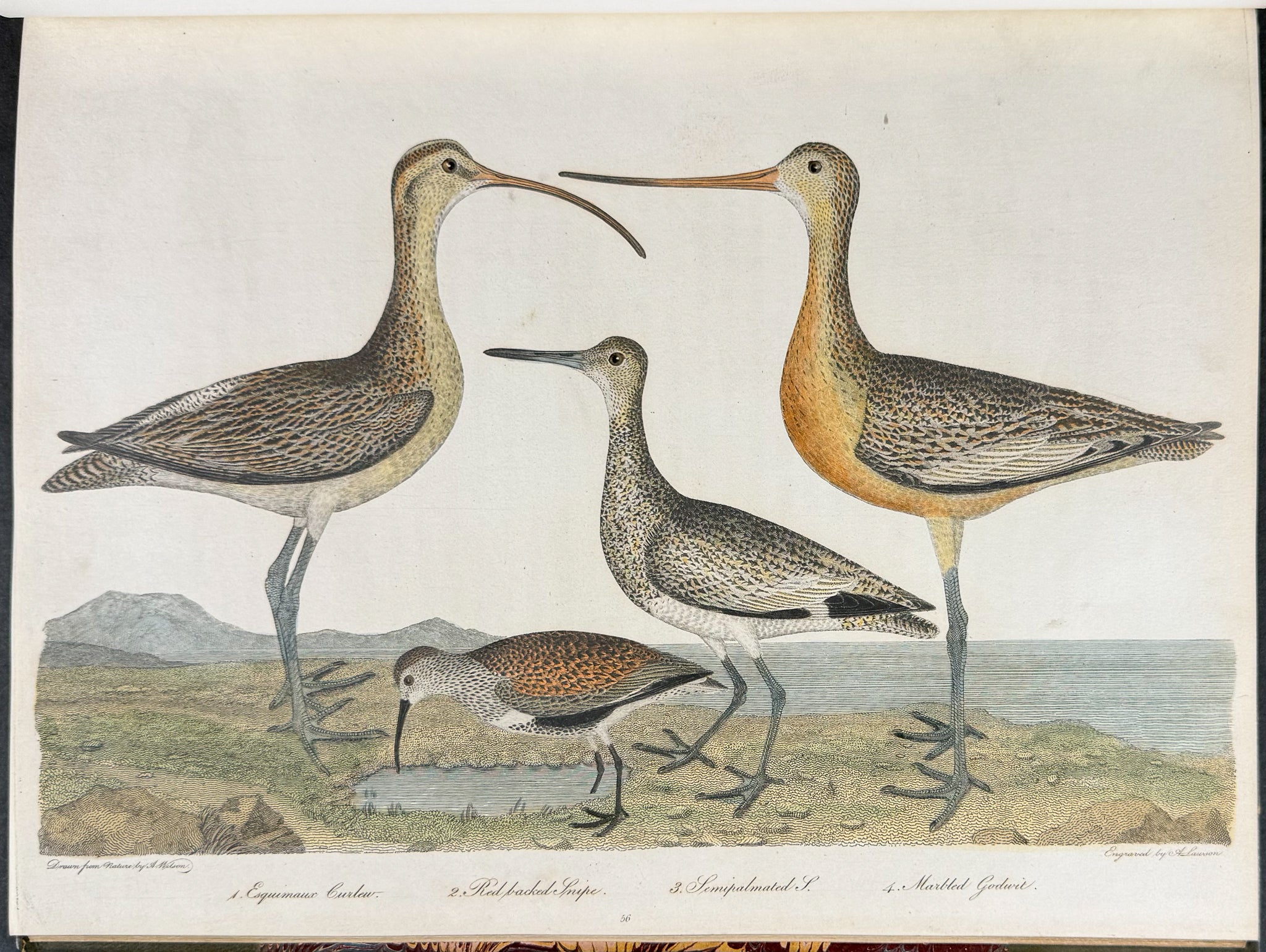 American Ornithology; or, the Natural History of the Birds of the United States