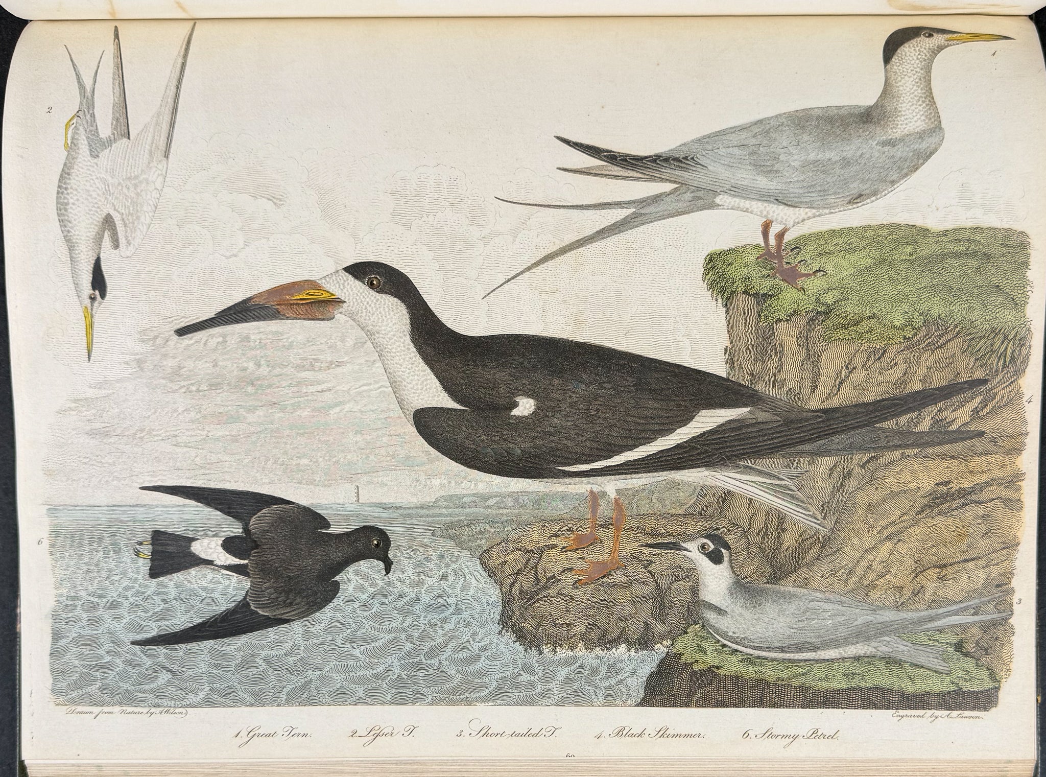 American Ornithology; or, the Natural History of the Birds of the United States