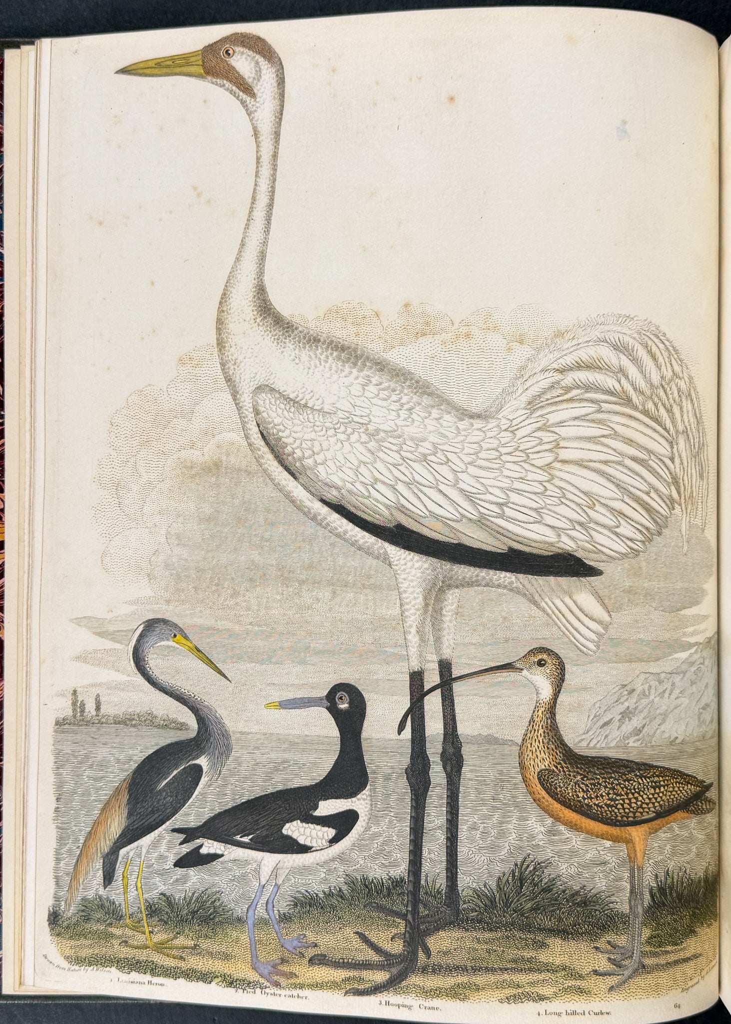 American Ornithology; or, the Natural History of the Birds of the United States