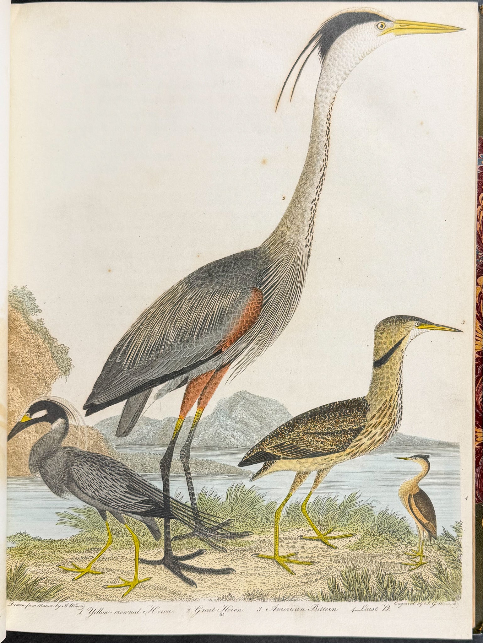 American Ornithology; or, the Natural History of the Birds of the United States
