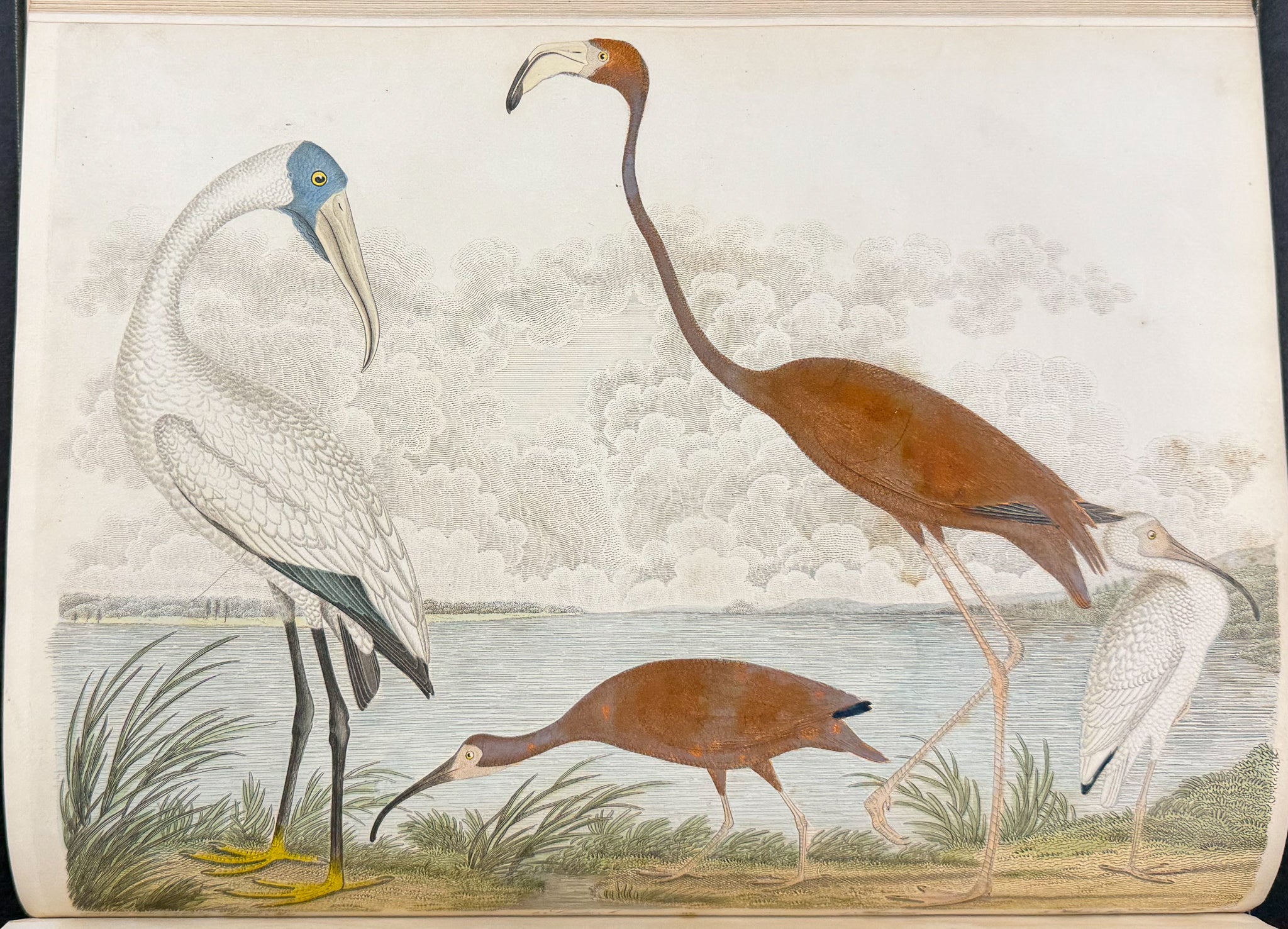 American Ornithology; or, the Natural History of the Birds of the United States