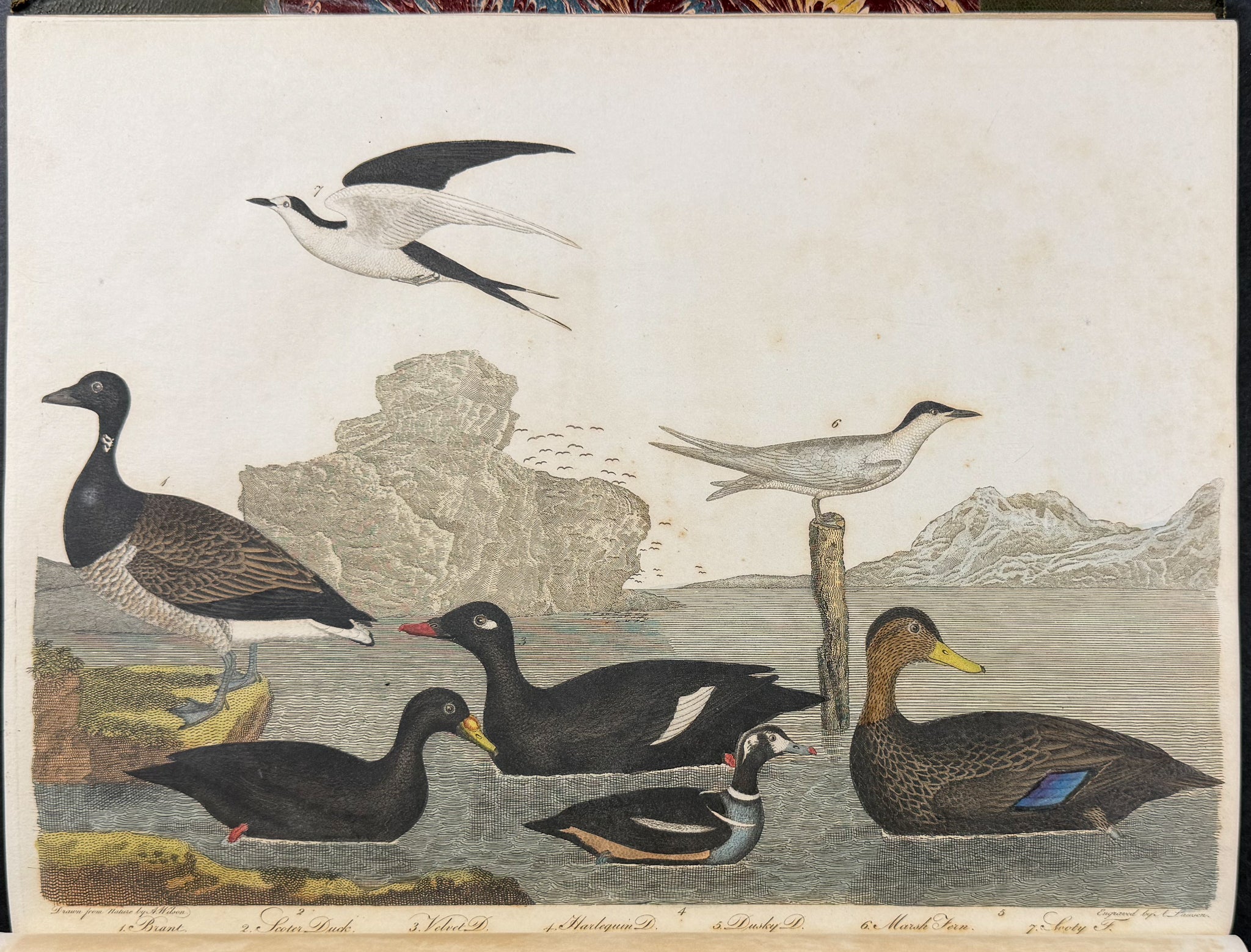 American Ornithology; or, the Natural History of the Birds of the United States
