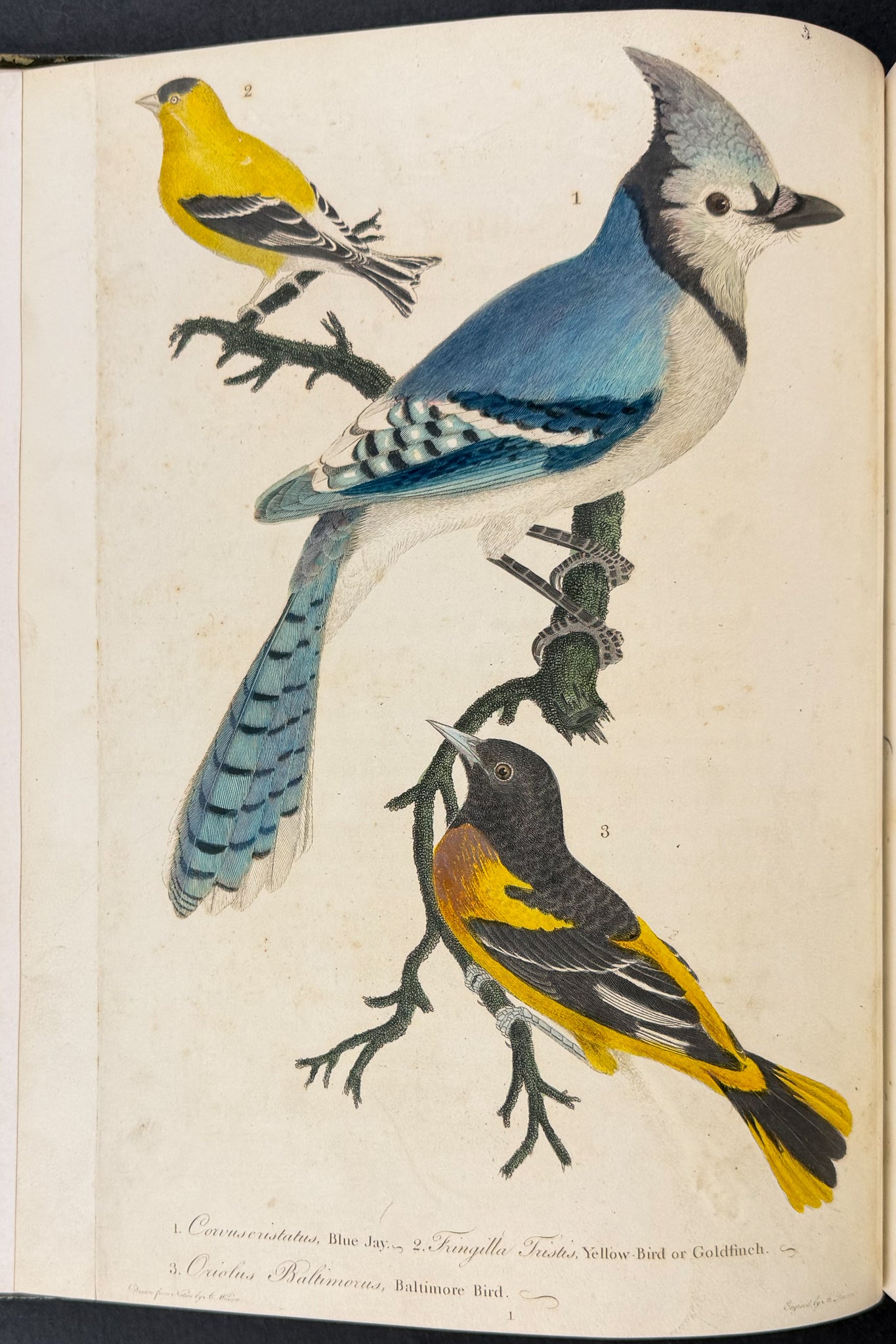American Ornithology; or, the Natural History of the Birds of the United States