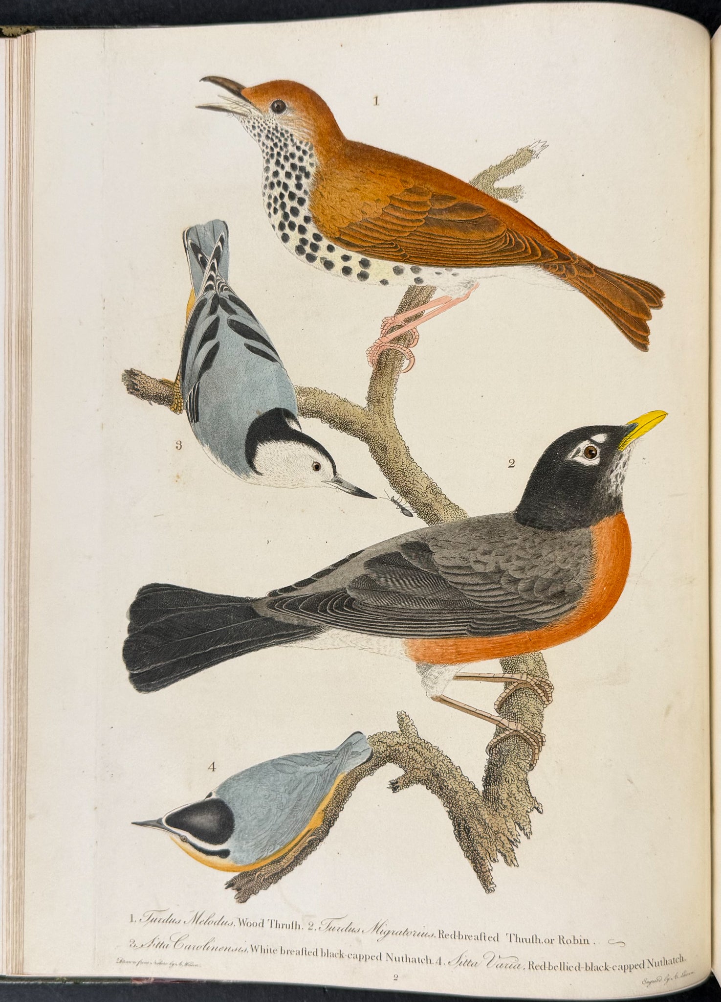 American Ornithology; or, the Natural History of the Birds of the United States