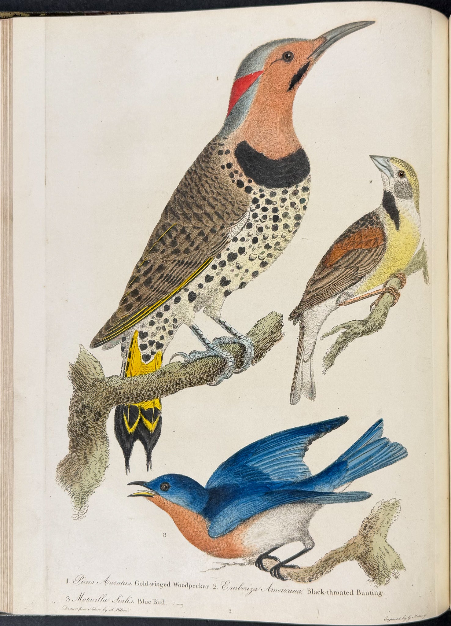 American Ornithology; or, the Natural History of the Birds of the United States