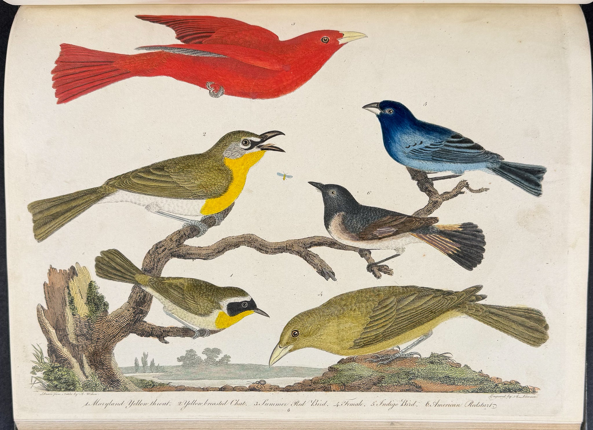 American Ornithology; or, the Natural History of the Birds of the United States