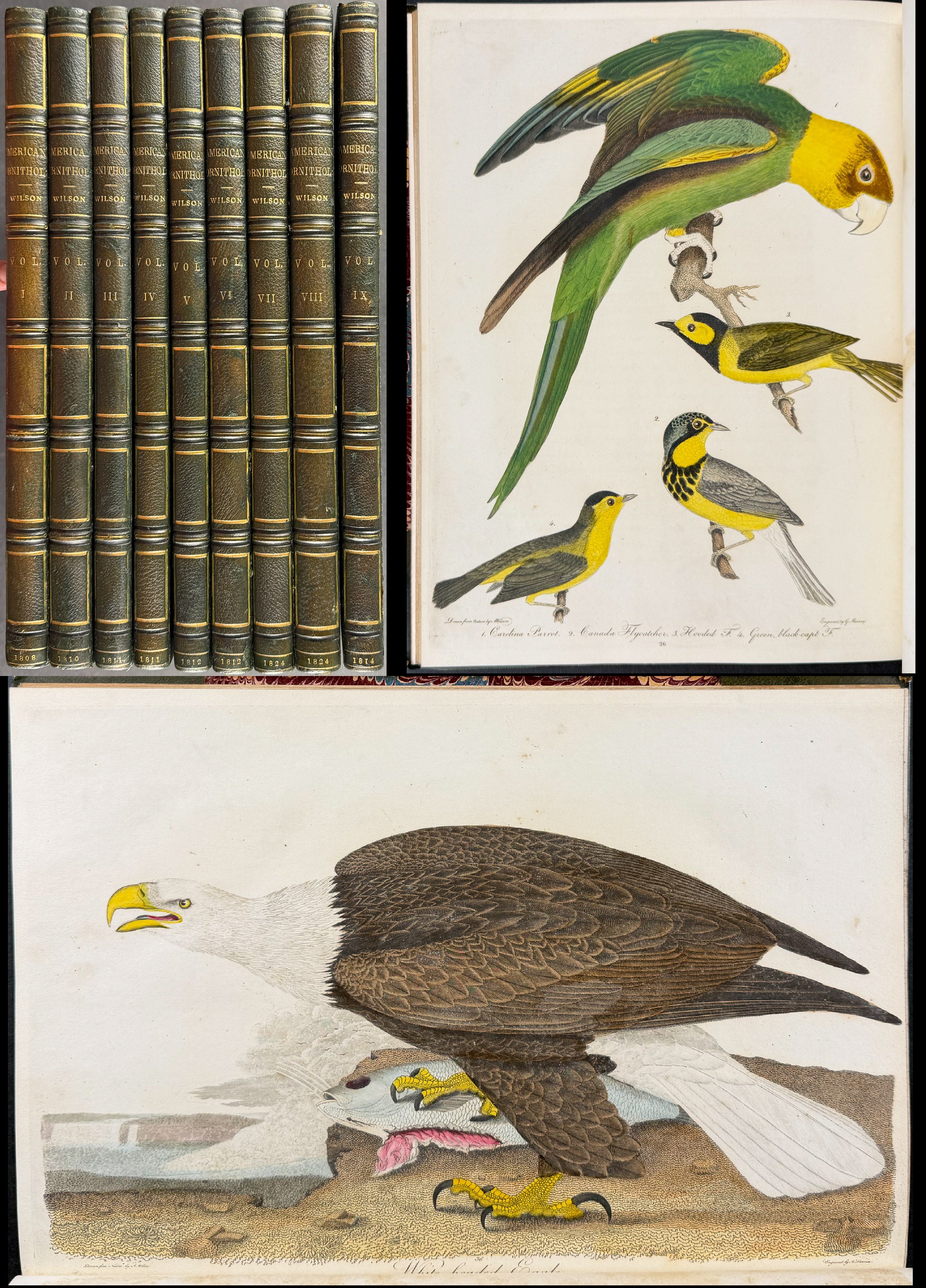 American Ornithology; or, the Natural History of the Birds of the United States