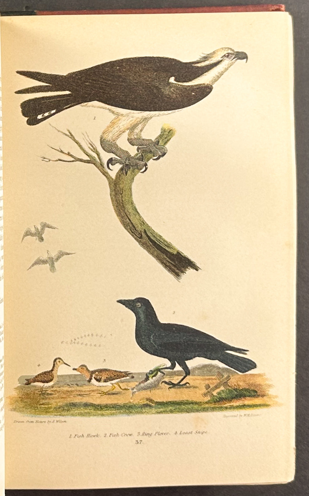 American Ornithology; or the Natural History of the Birds of the United States