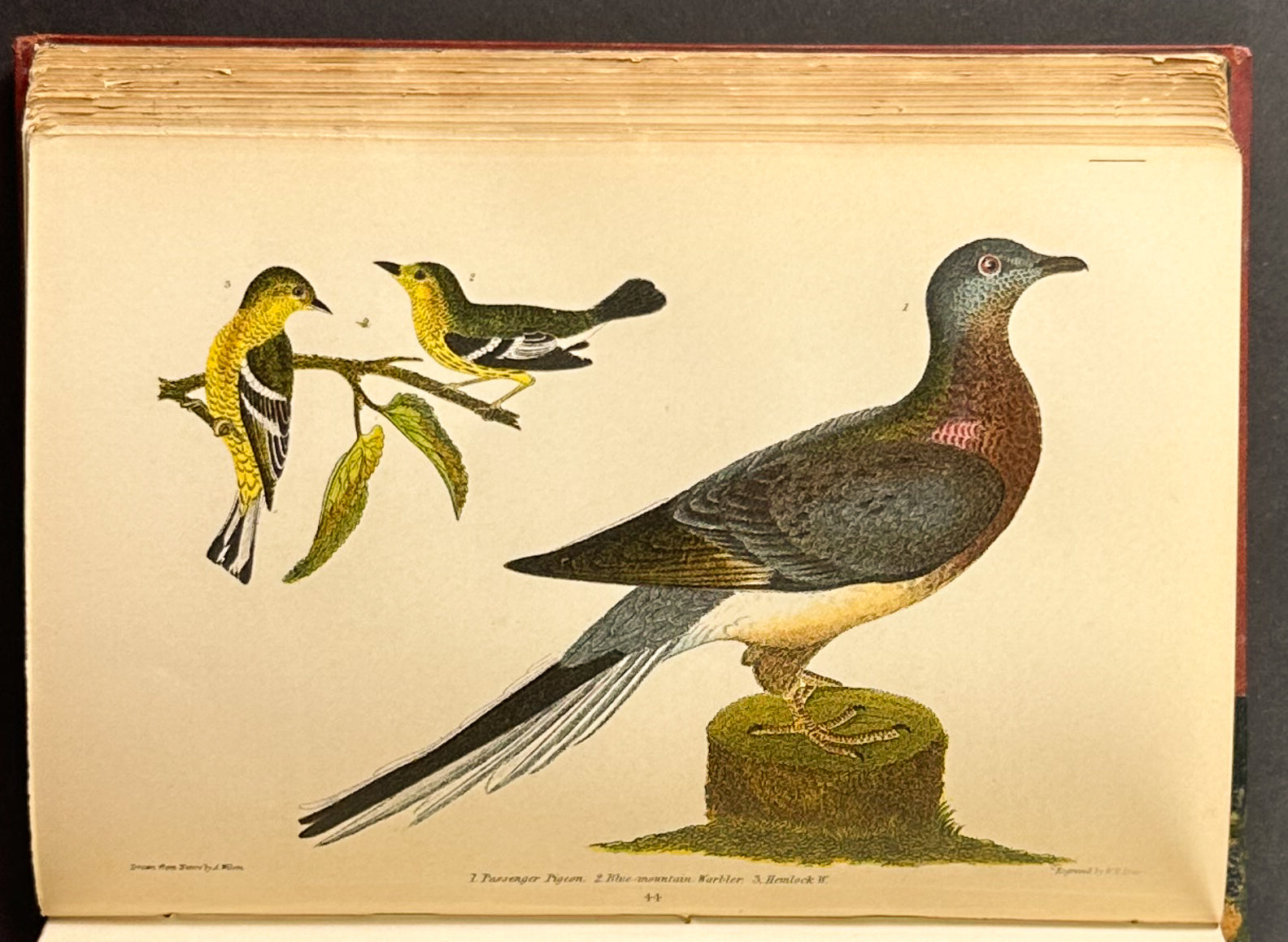 American Ornithology; or the Natural History of the Birds of the United States