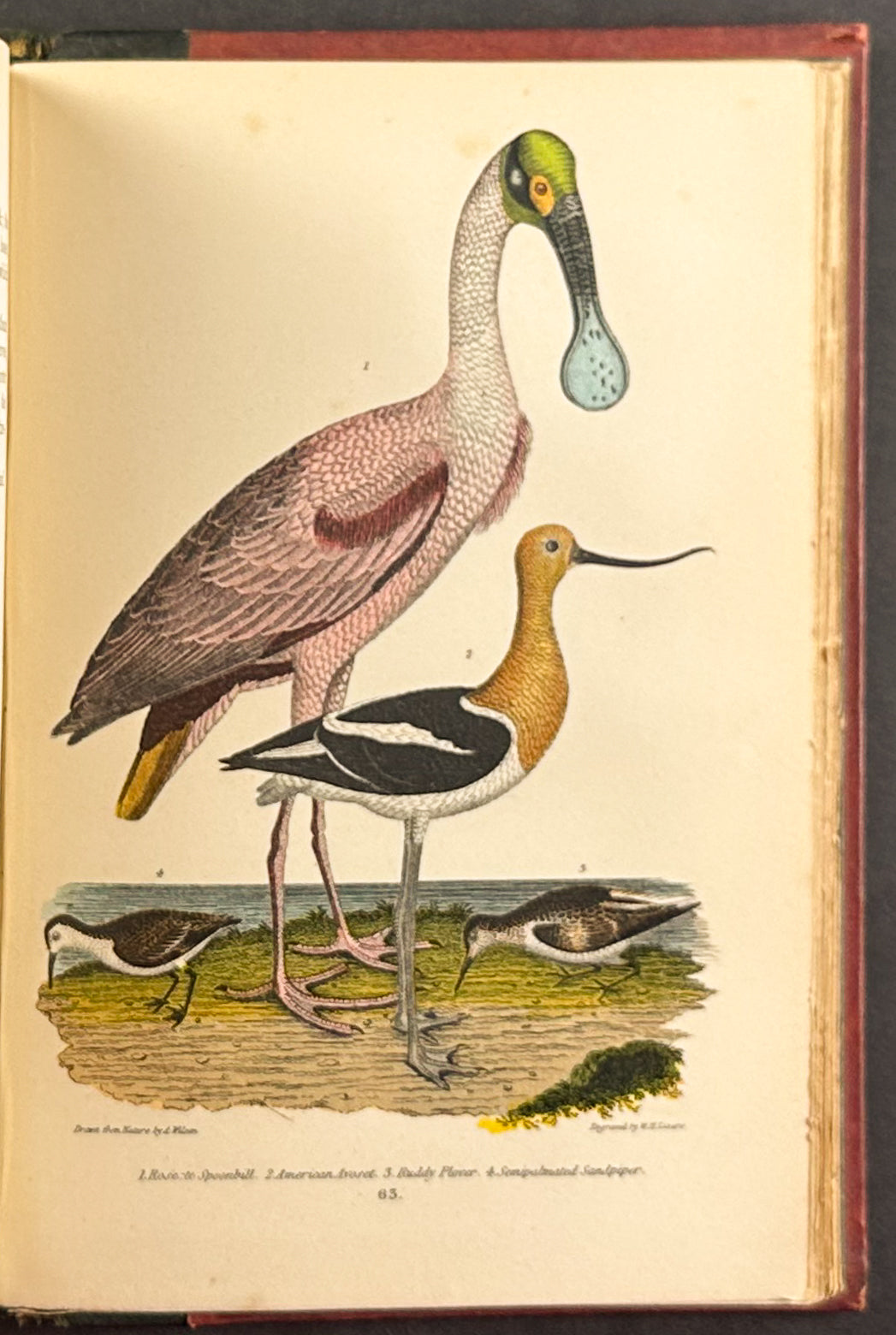 American Ornithology; or the Natural History of the Birds of the United States