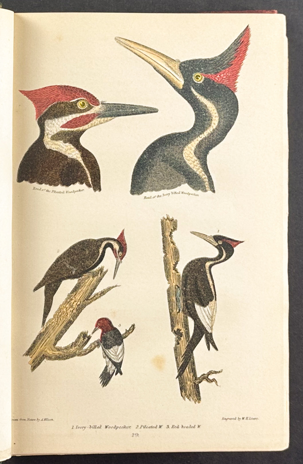 American Ornithology; or the Natural History of the Birds of the United States