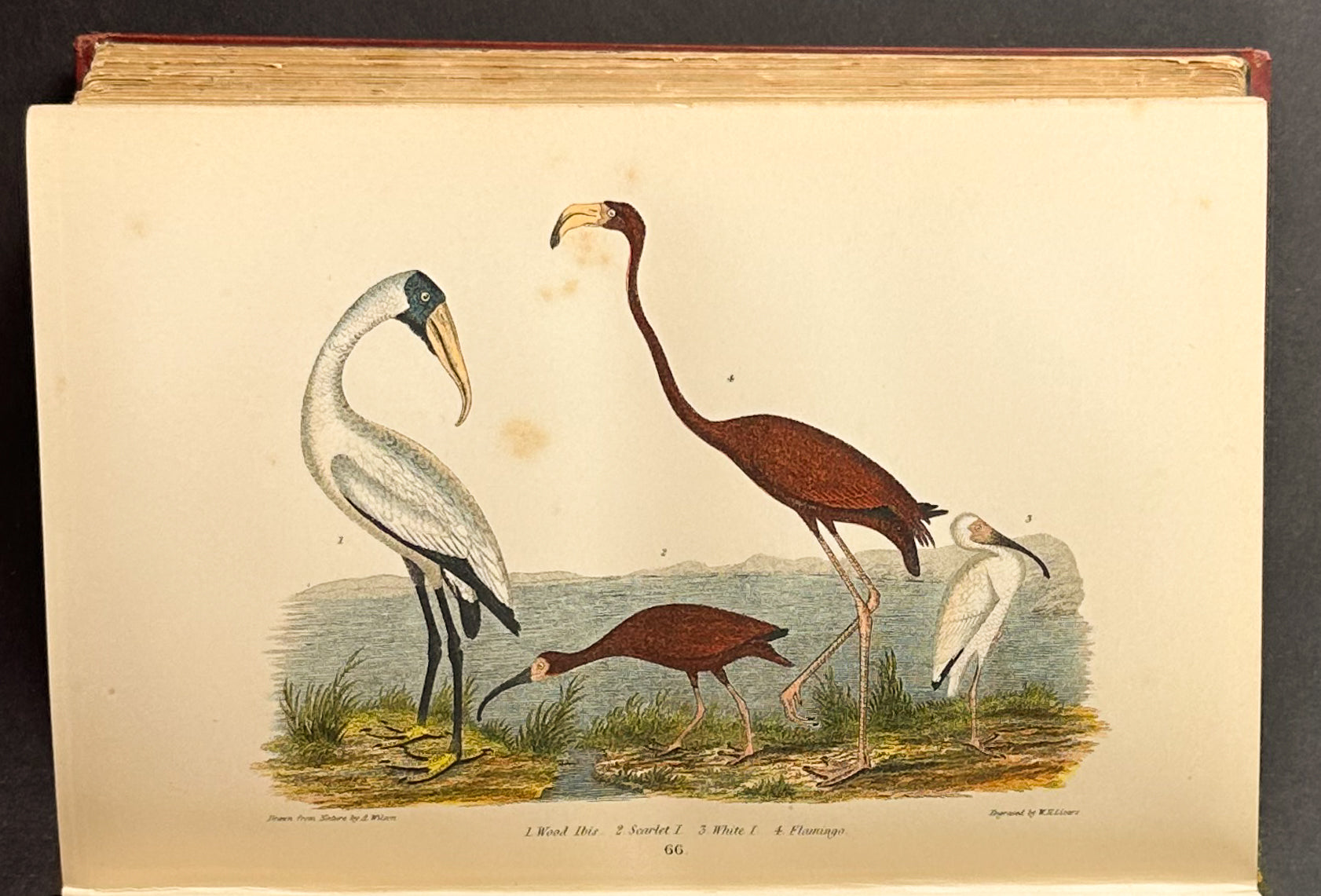 American Ornithology; or the Natural History of the Birds of the United States