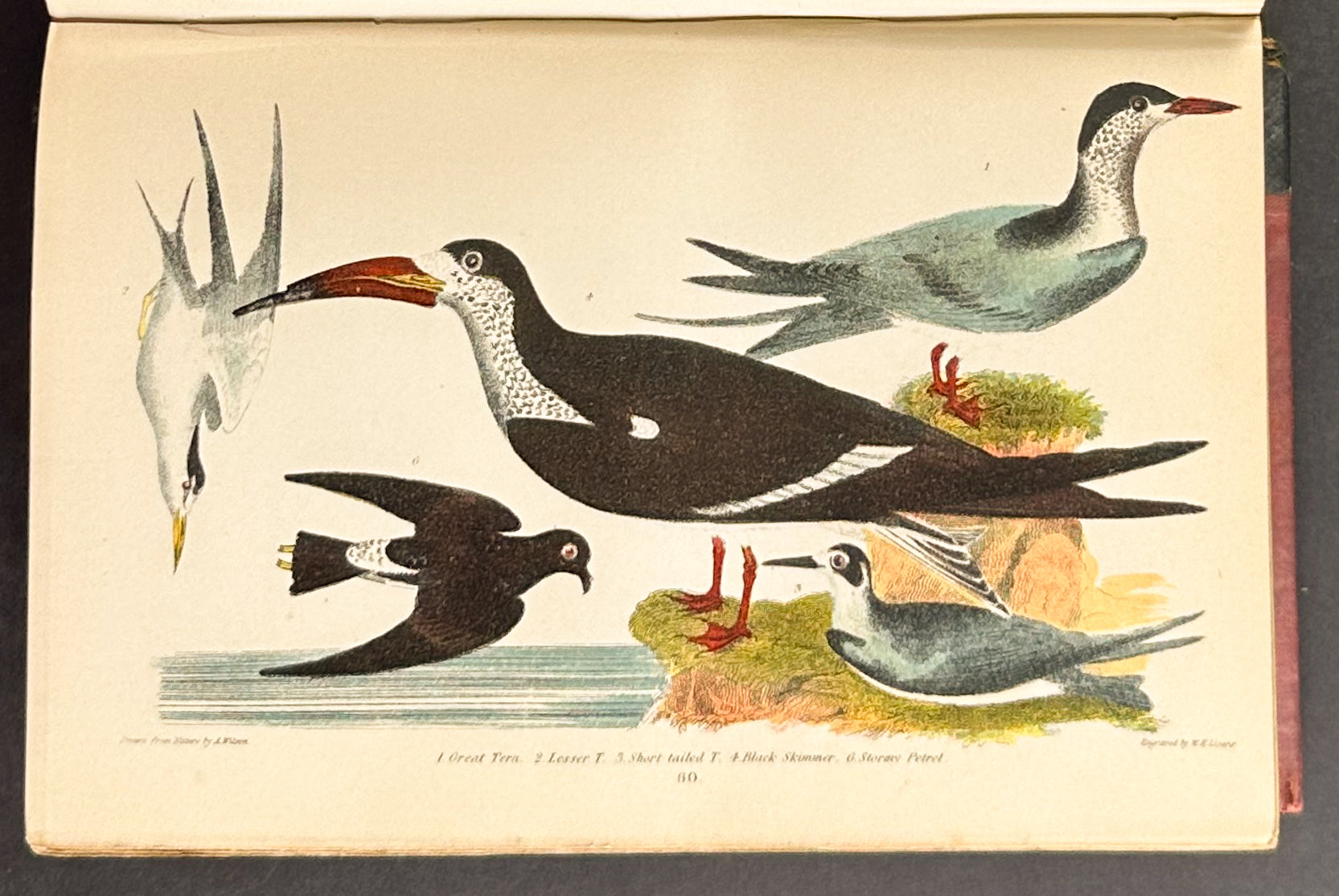 American Ornithology; or the Natural History of the Birds of the United States