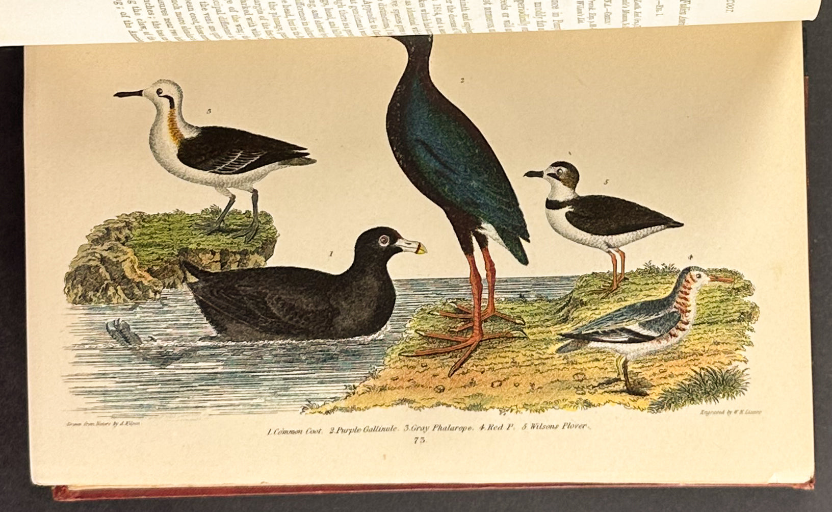 American Ornithology; or the Natural History of the Birds of the United States