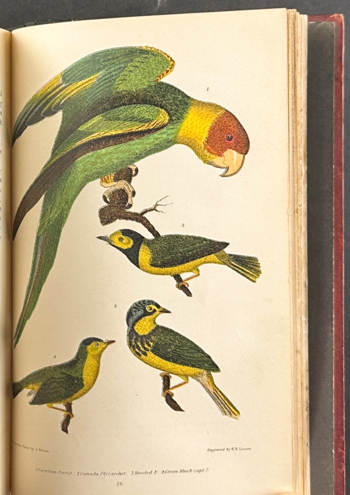 American Ornithology; or the Natural History of the Birds of the United States