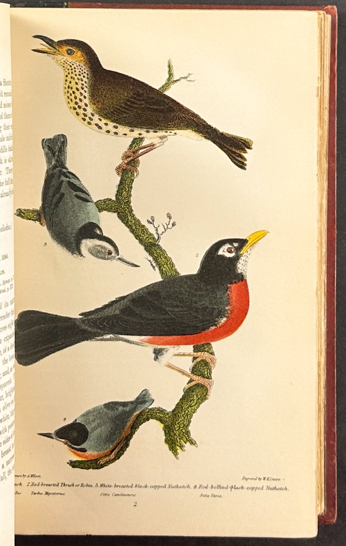 American Ornithology; or the Natural History of the Birds of the United States