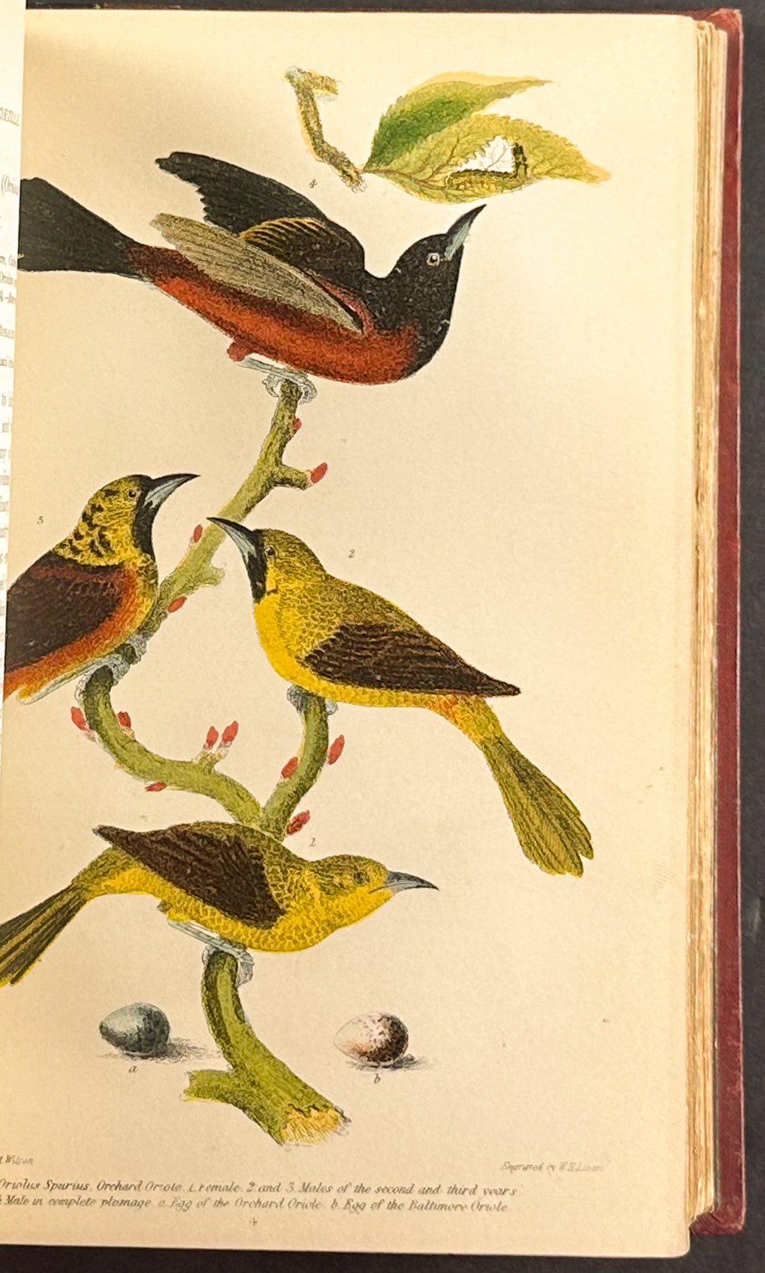 American Ornithology; or the Natural History of the Birds of the United States