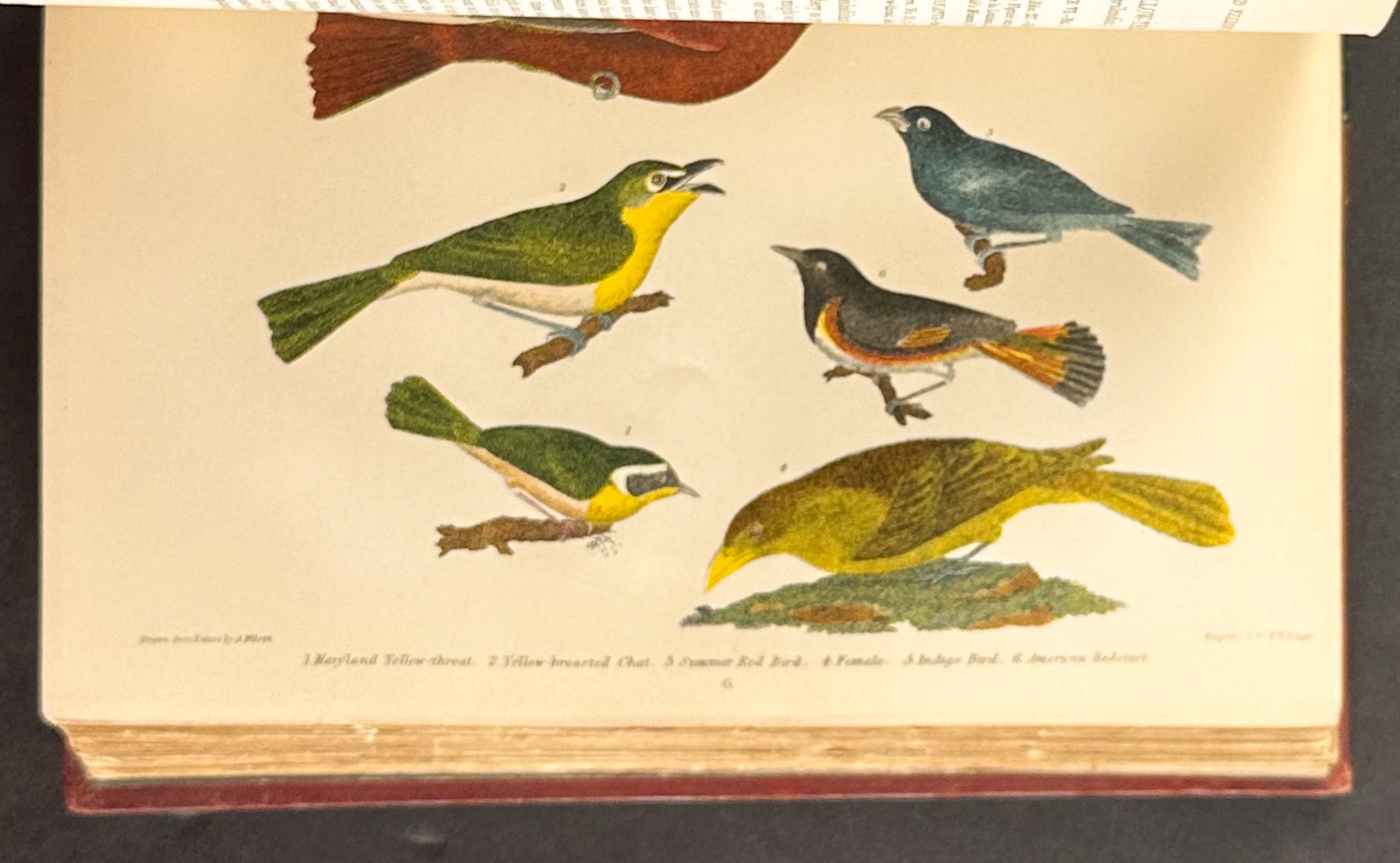 American Ornithology; or the Natural History of the Birds of the United States
