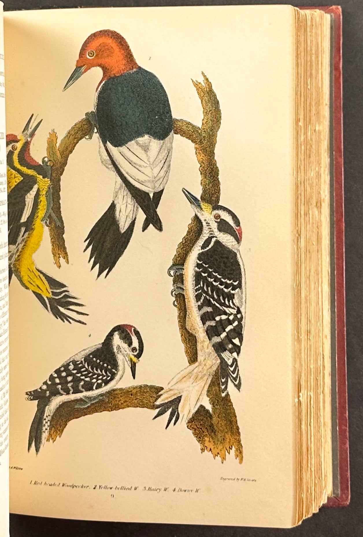 American Ornithology; or the Natural History of the Birds of the United States