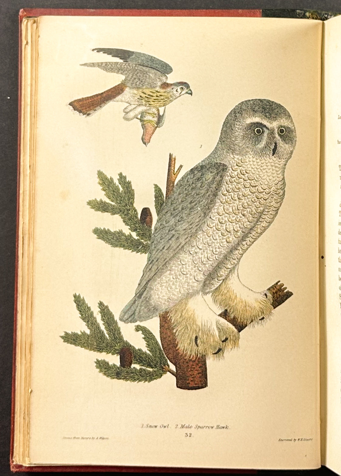 American Ornithology; or the Natural History of the Birds of the United States