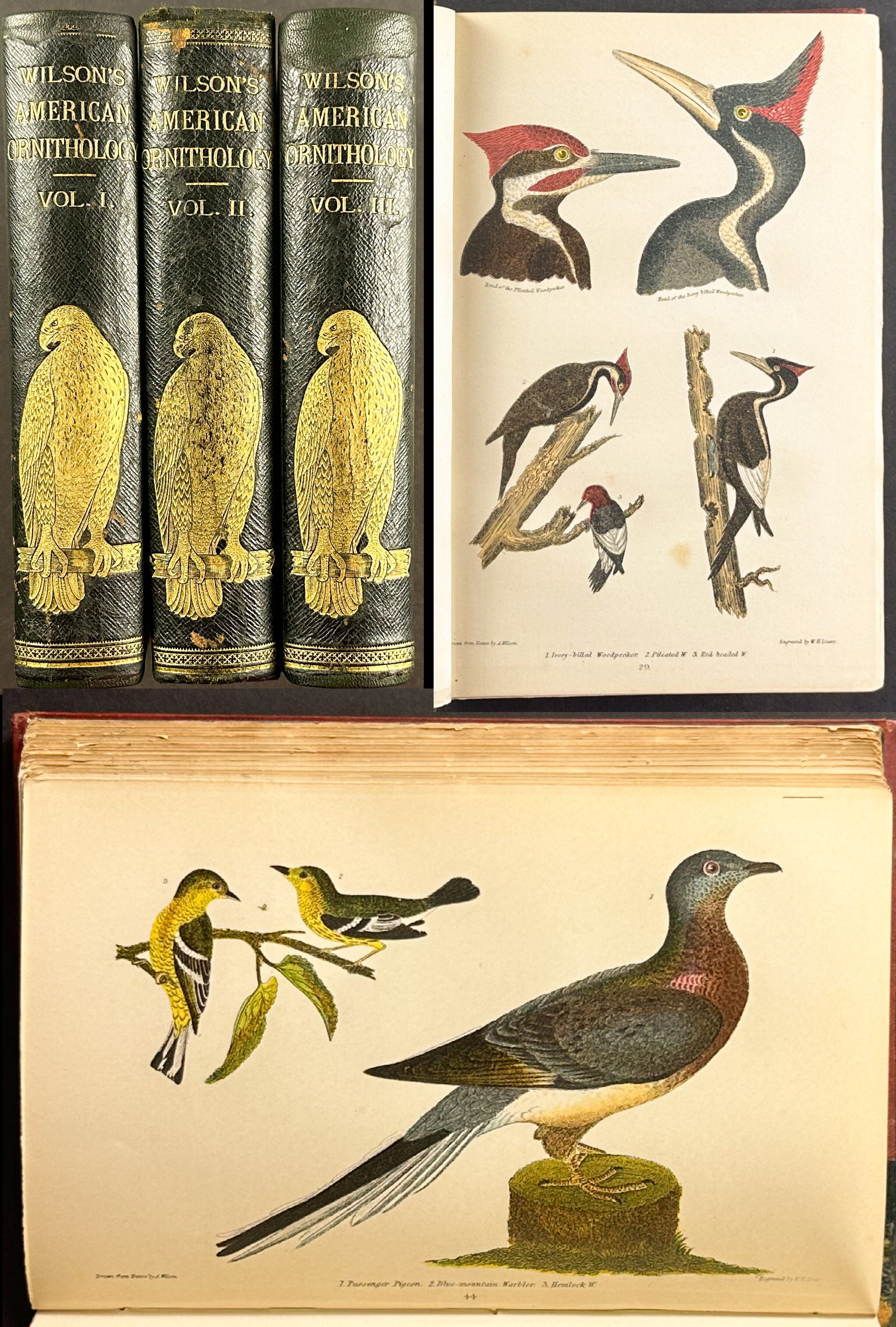 American Ornithology; or the Natural History of the Birds of the United States