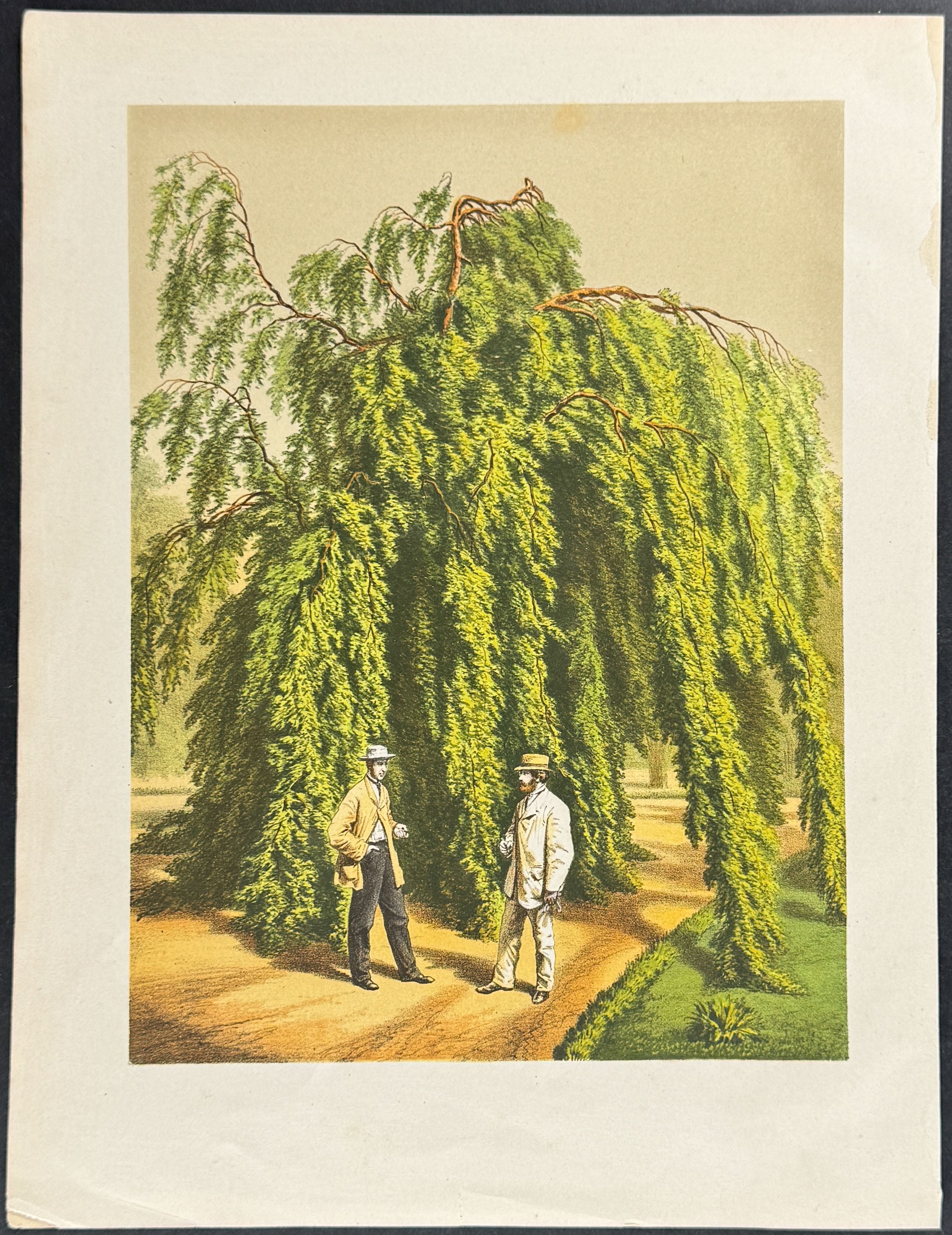 European Beech & Men