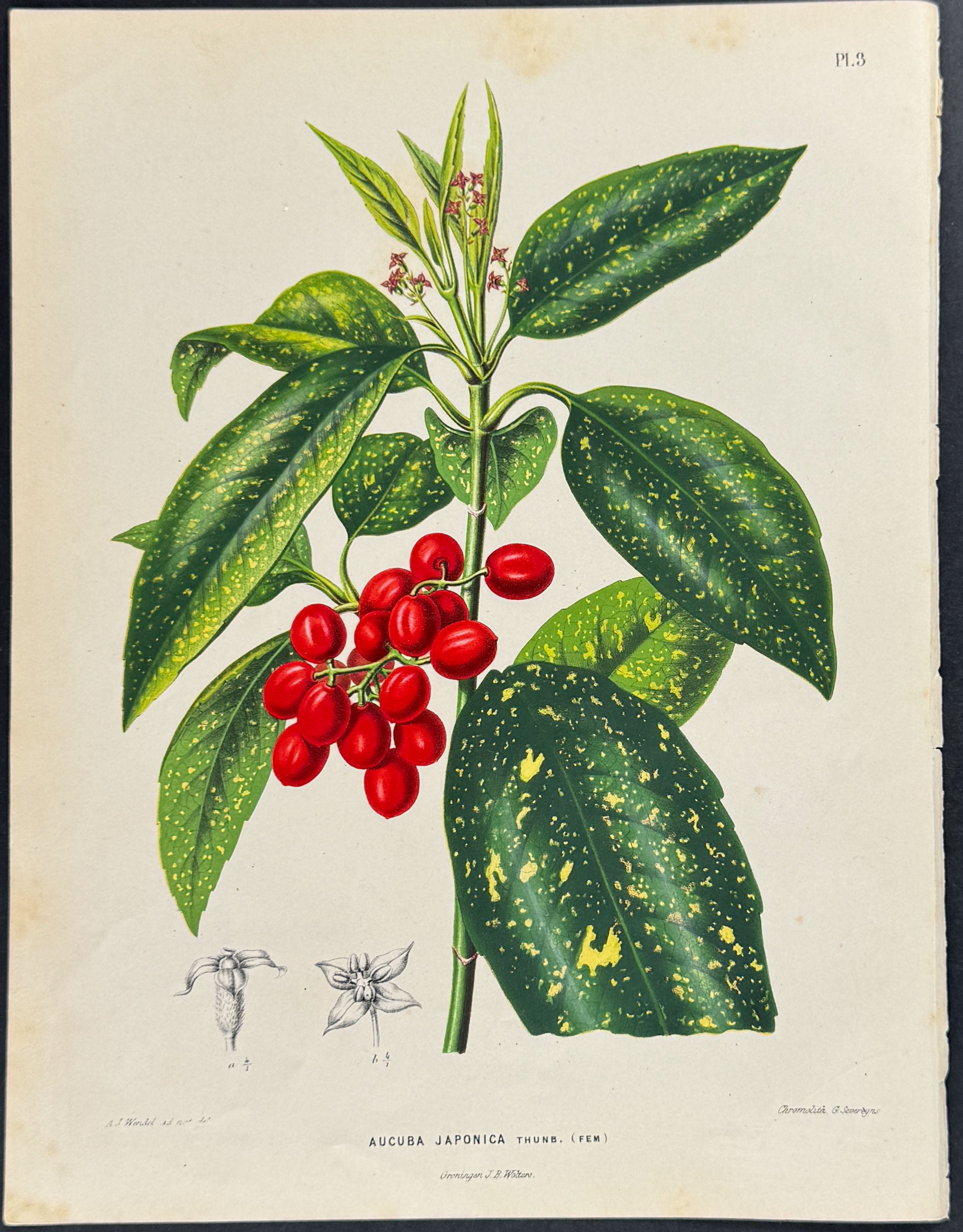 Japanese Laurel
