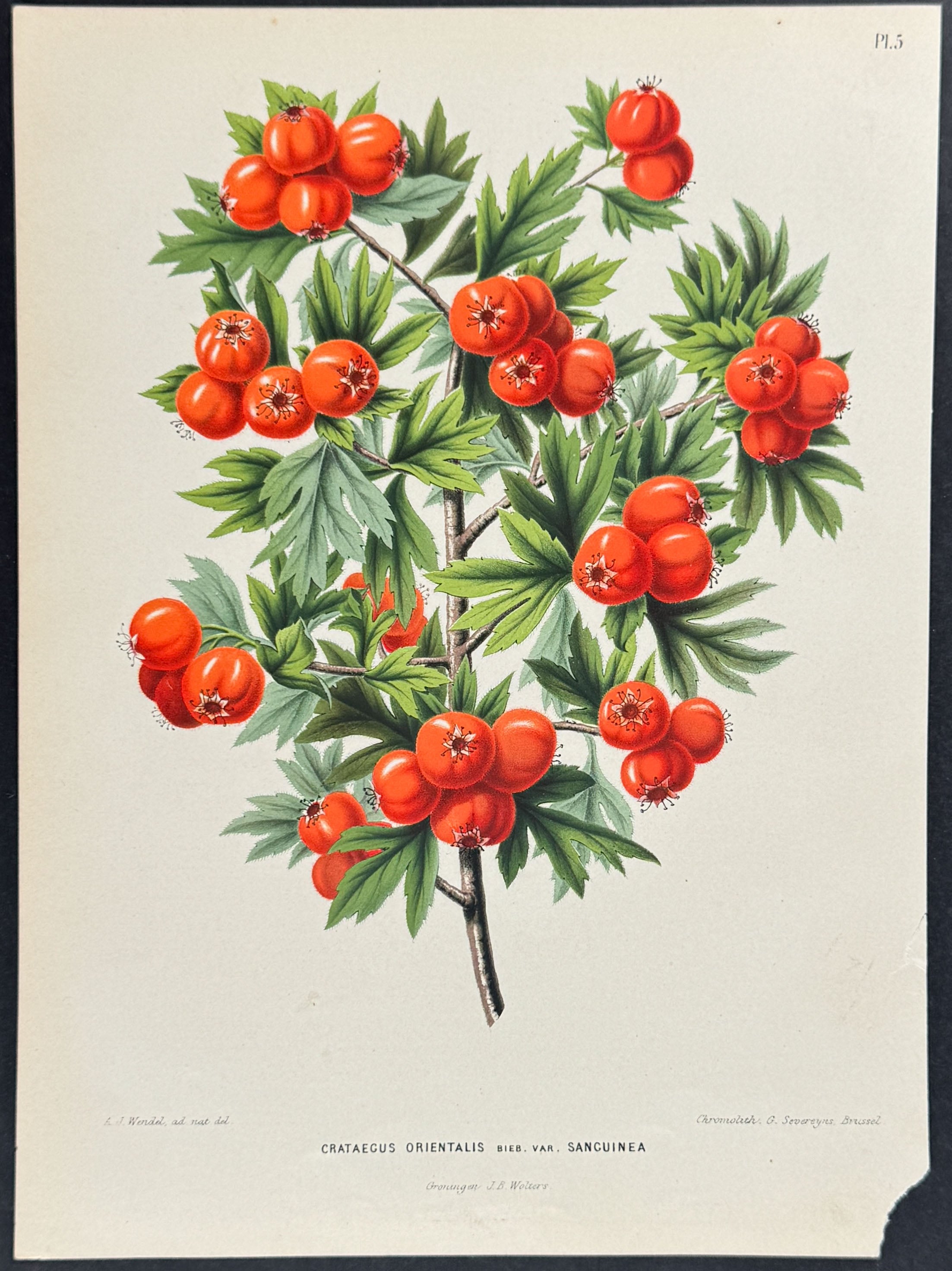 Hawthorn