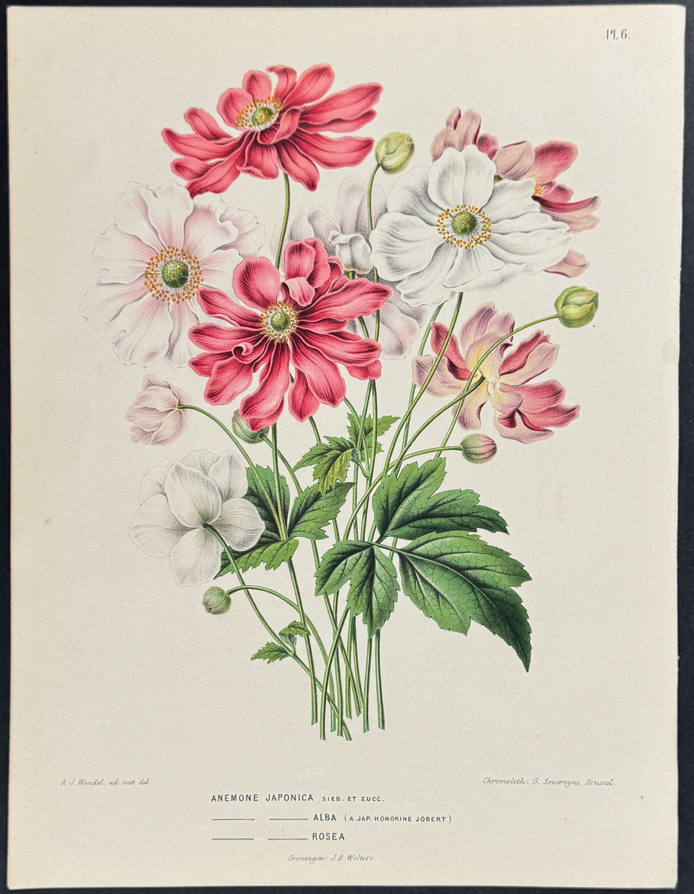 Anemone