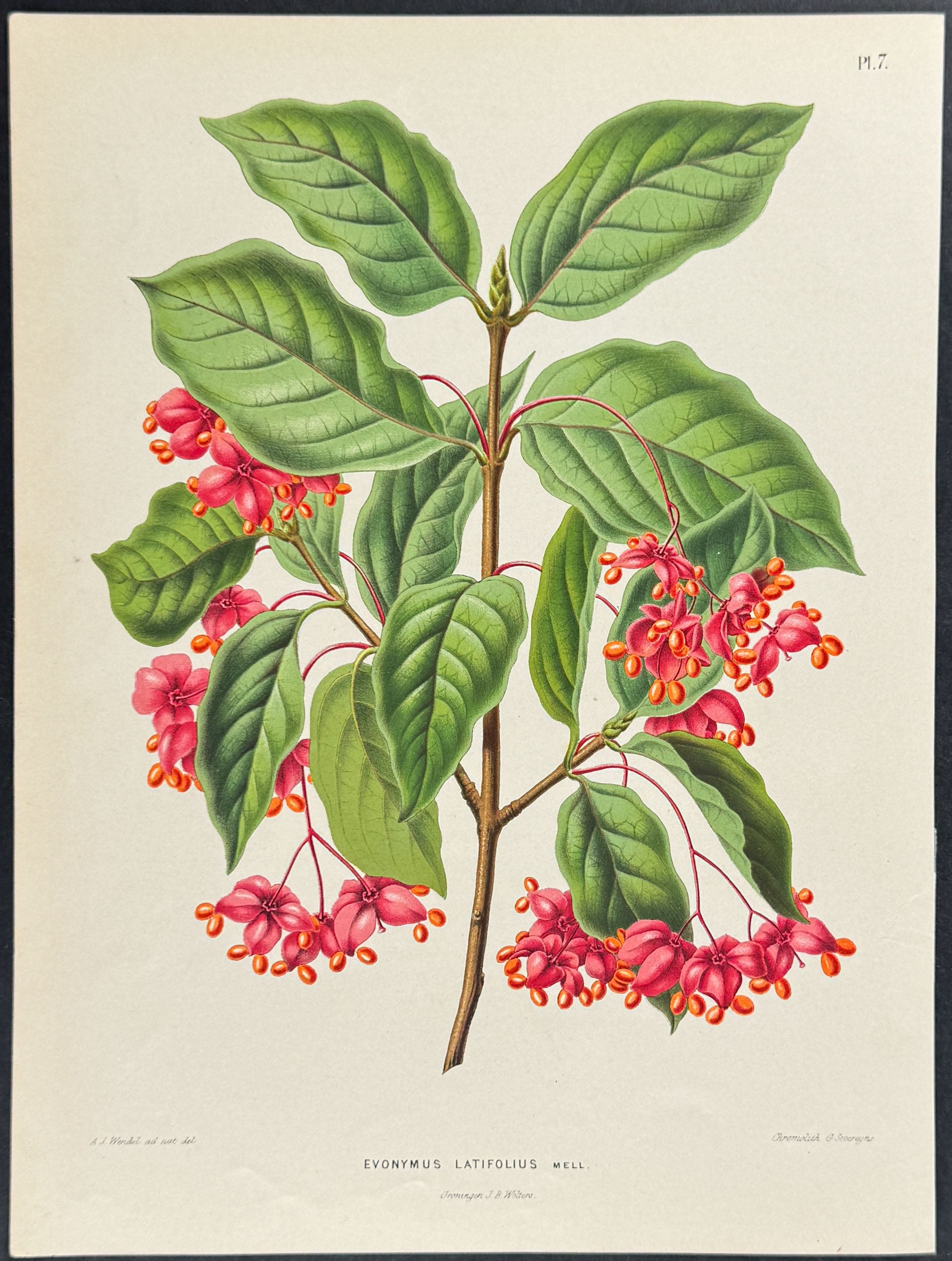 Spindle Tree