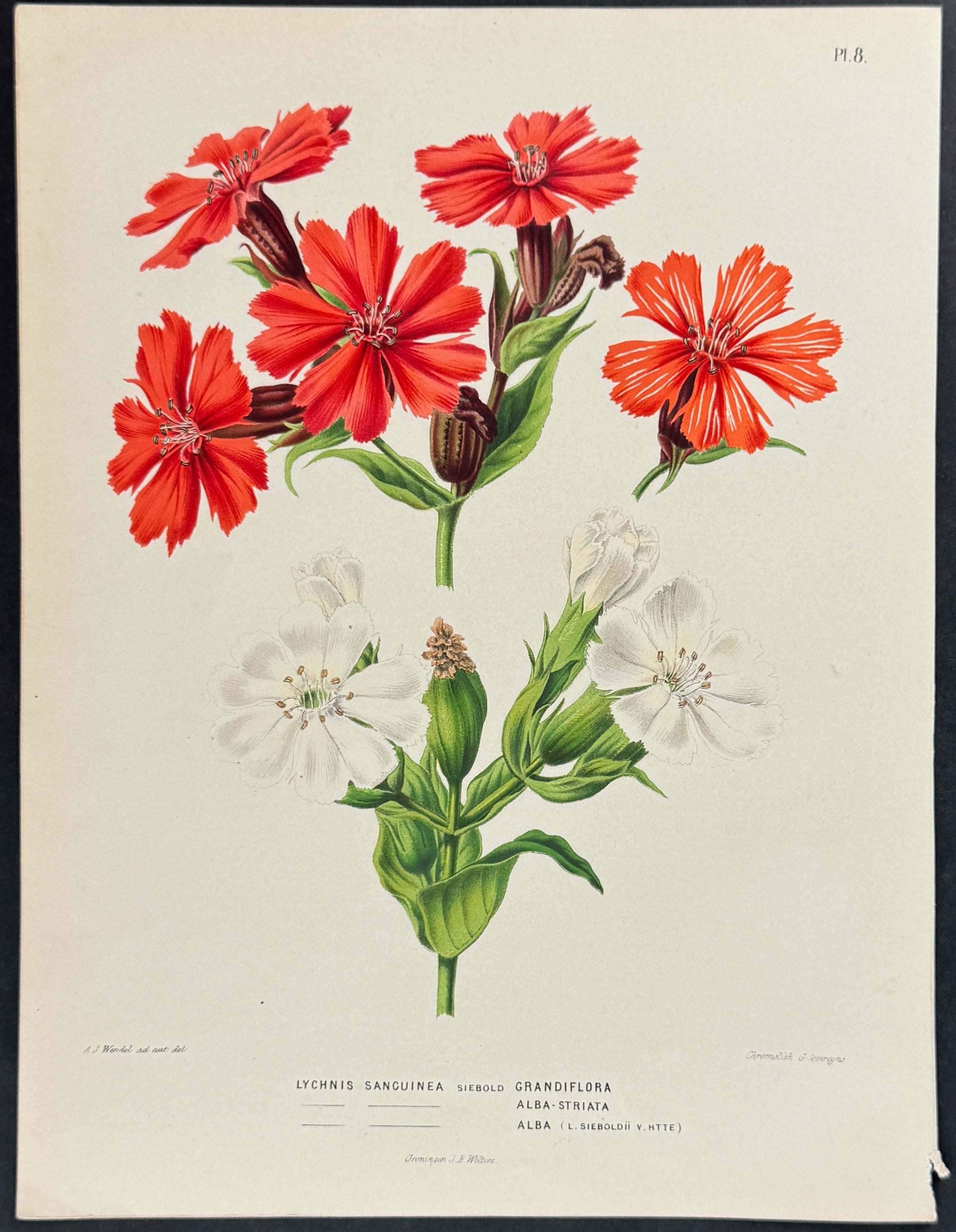 Rose Campion
